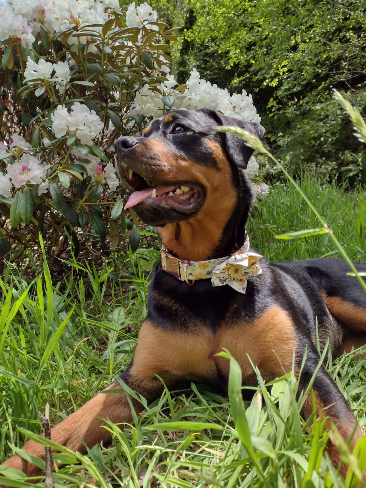 Elegant Little Tail Sunflower Girl Dog Collar For Female Dogs, Pet Collar Adjustable Dog Collars With Flower Gift For X-Small Dogs And Cats