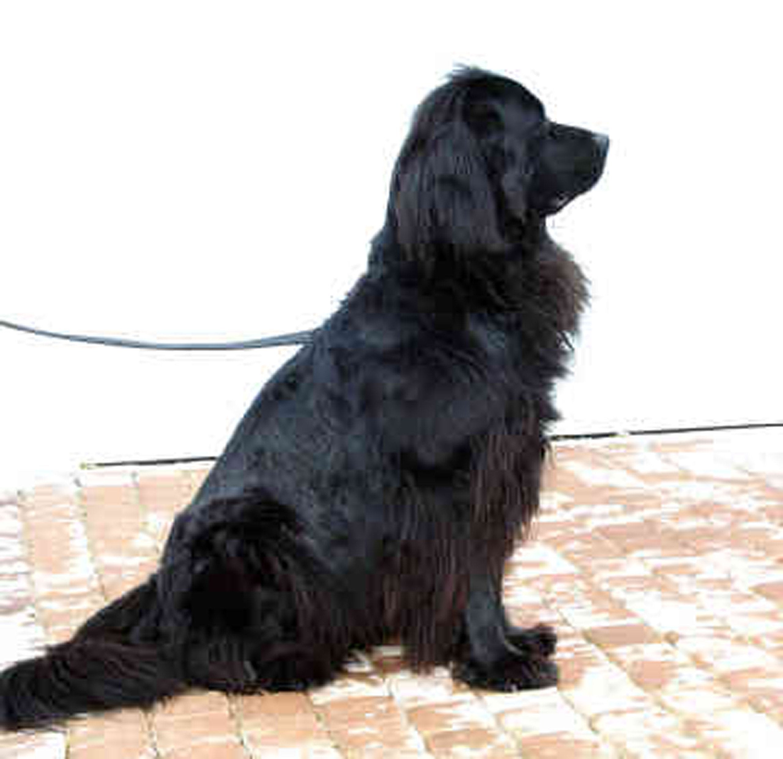 Dean And Tyler Wire Basket Muzzle, Size No. 11 - Newfoundland