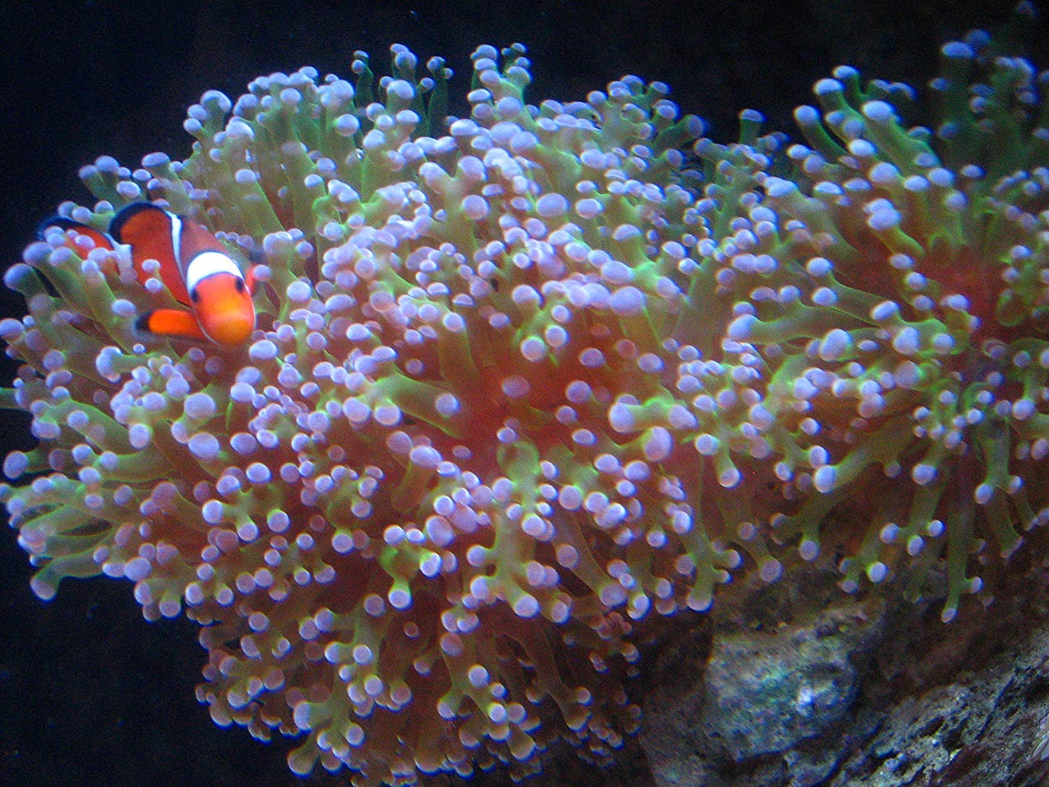 Kolar Labs Premium Capture Resin Filtration Media - For Saltwater & Freshwater Fish, Turtles, Marine Plant Life, Aquarium & Pond