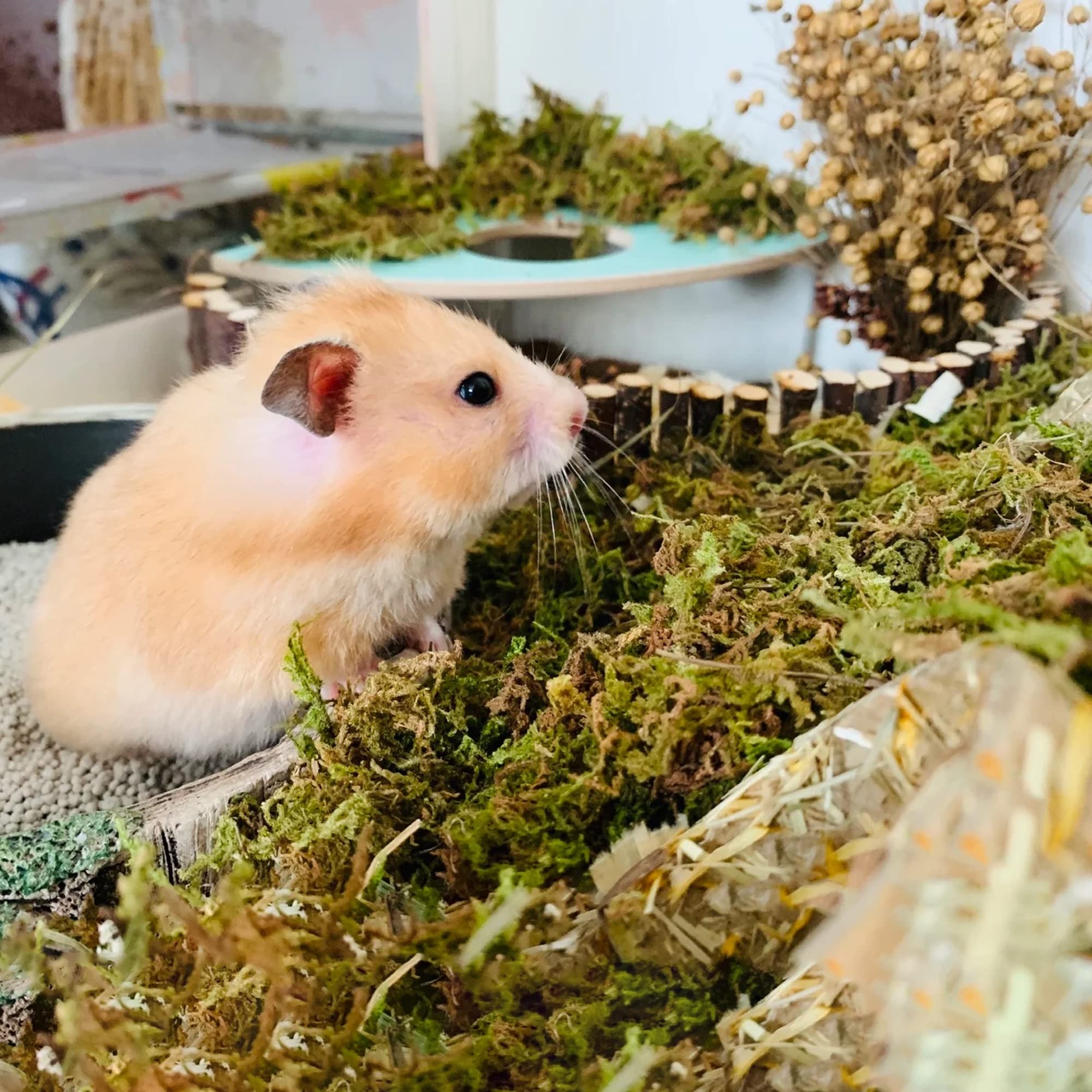 Dr.Dudu 15L Forest Moss For Hamster Bedding Nesting, Syrian Gerbils Hamster Cages Accessories, Perfect For Small Animals Terrarium Moss