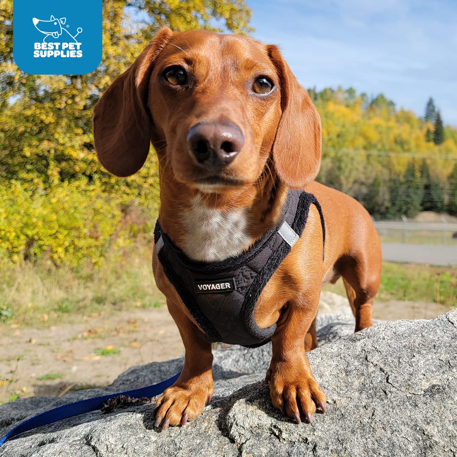 Voyager Step-In Plush Dog Harness - Soft Plush, Step In Vest Harness For Small And Medium Dogs By Best Pet Supplies - Black Plush, S (Chest: 14.5 - 16')