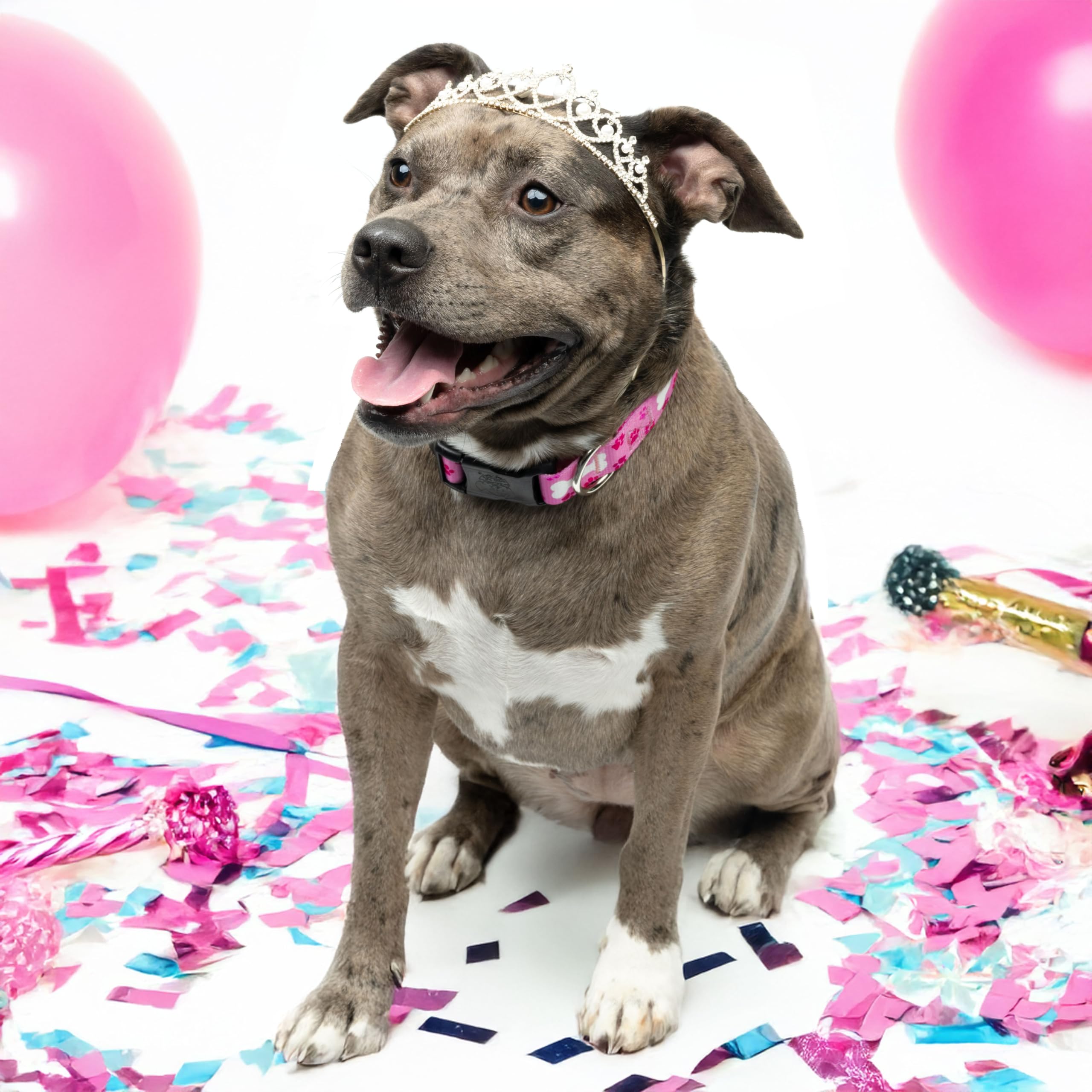 Country Brook Petz - Deluxe Pink Oh My Dog Dog Collar - Made In The U.S.A. - Dog'S Life Collection Featuring Playful Designs (1