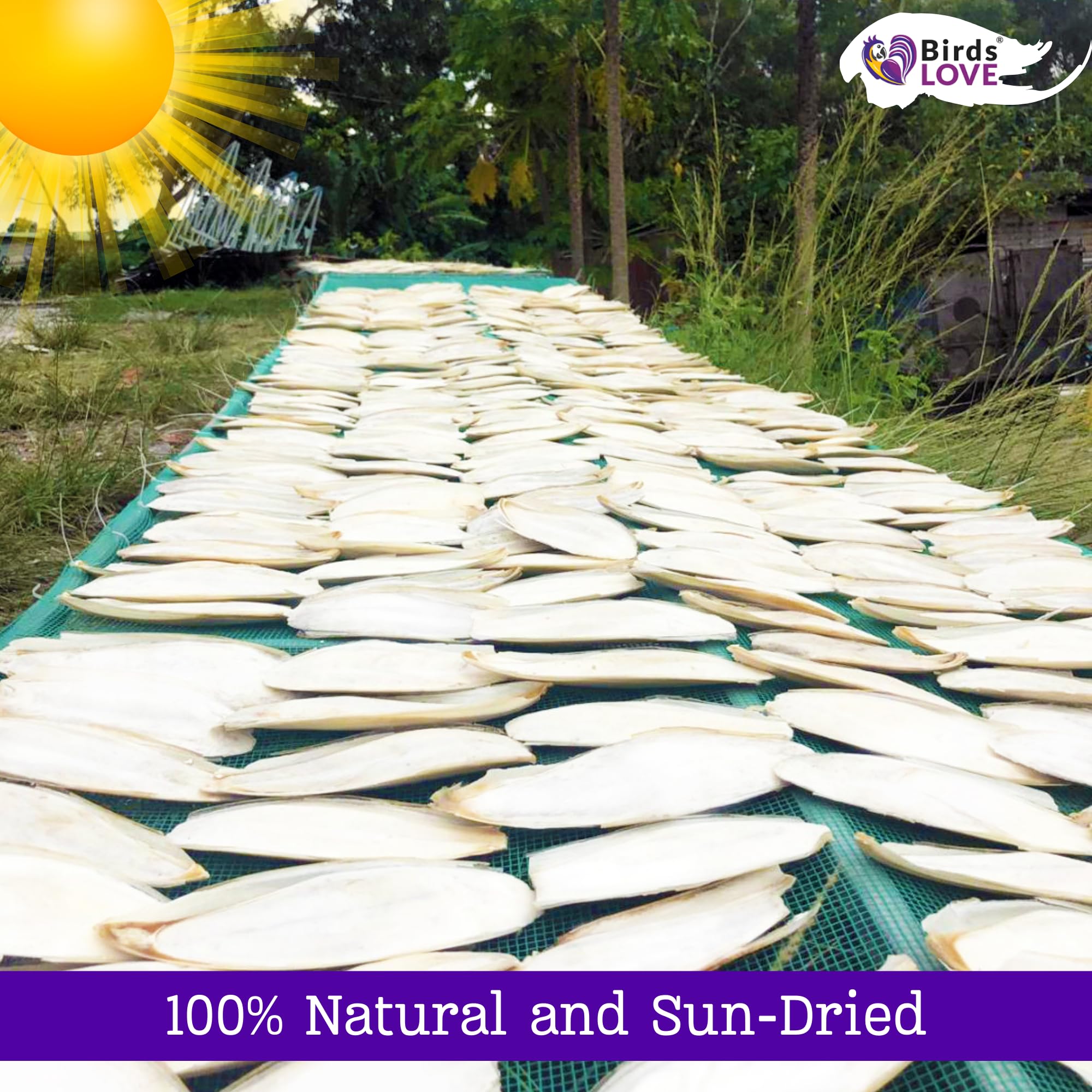 Birds LOVE Natural Cuttlebone - Premium Calcium for Cockatiel, Parrots, Tortoise, Snails, Crabs and Chinchillas - Pure Cuttlebon