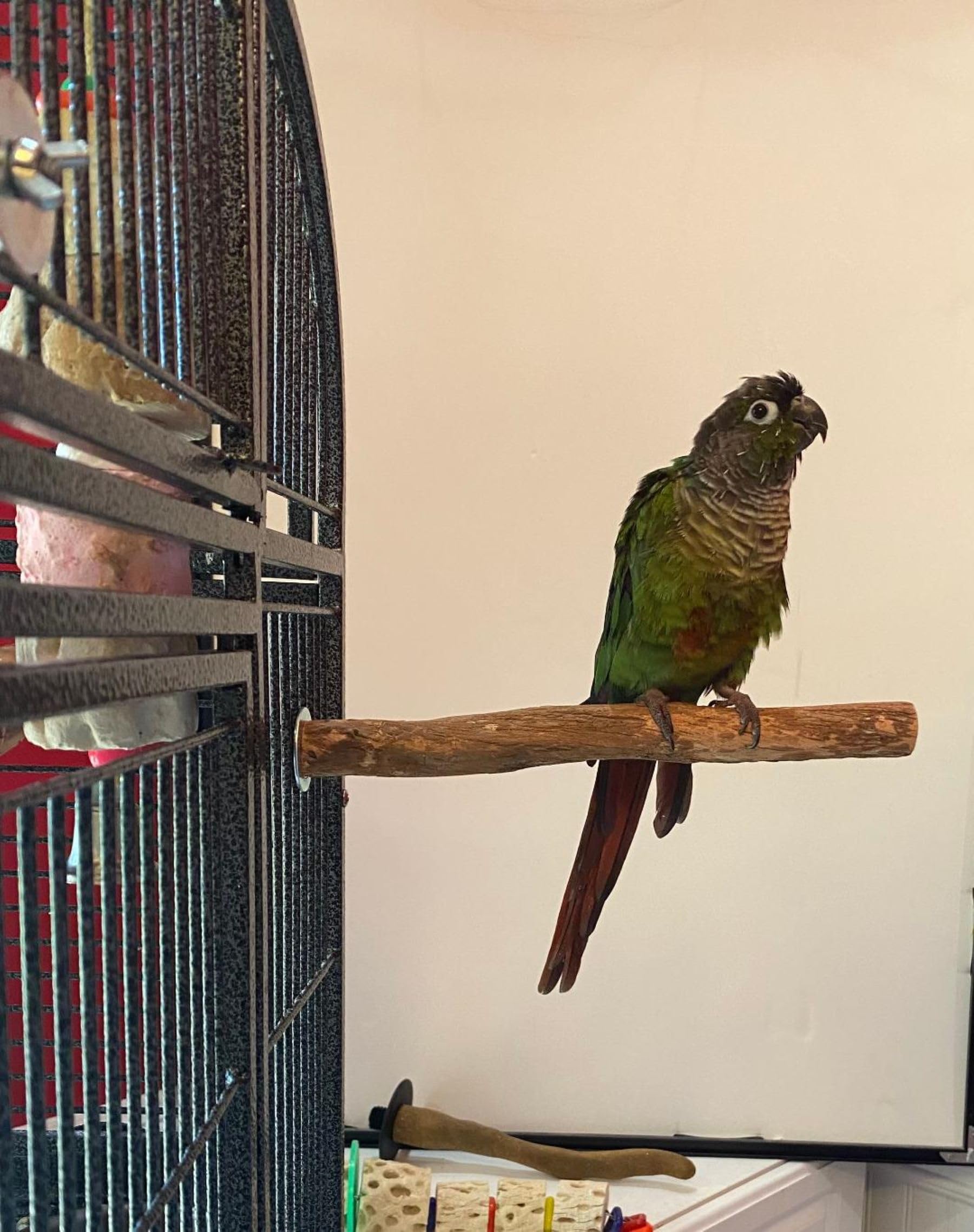 Polly'S Hardwood Bird Perch, Small