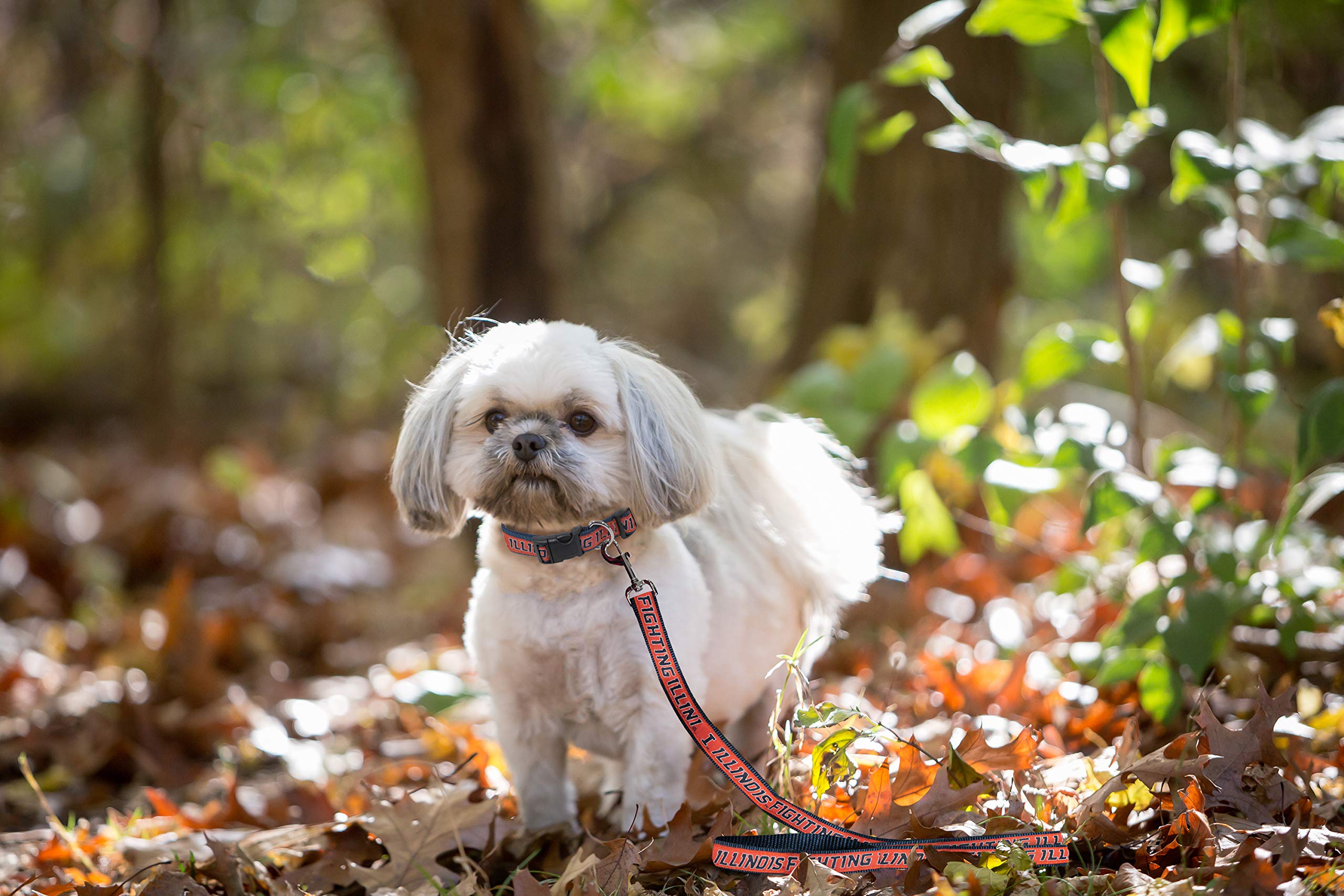 Ncaa Pet Leash, Medium, Illinois Fighting Illini, Dog Leash, Shiny & Colorful Leash For Dogs & Cats Licensed By The Ncaa