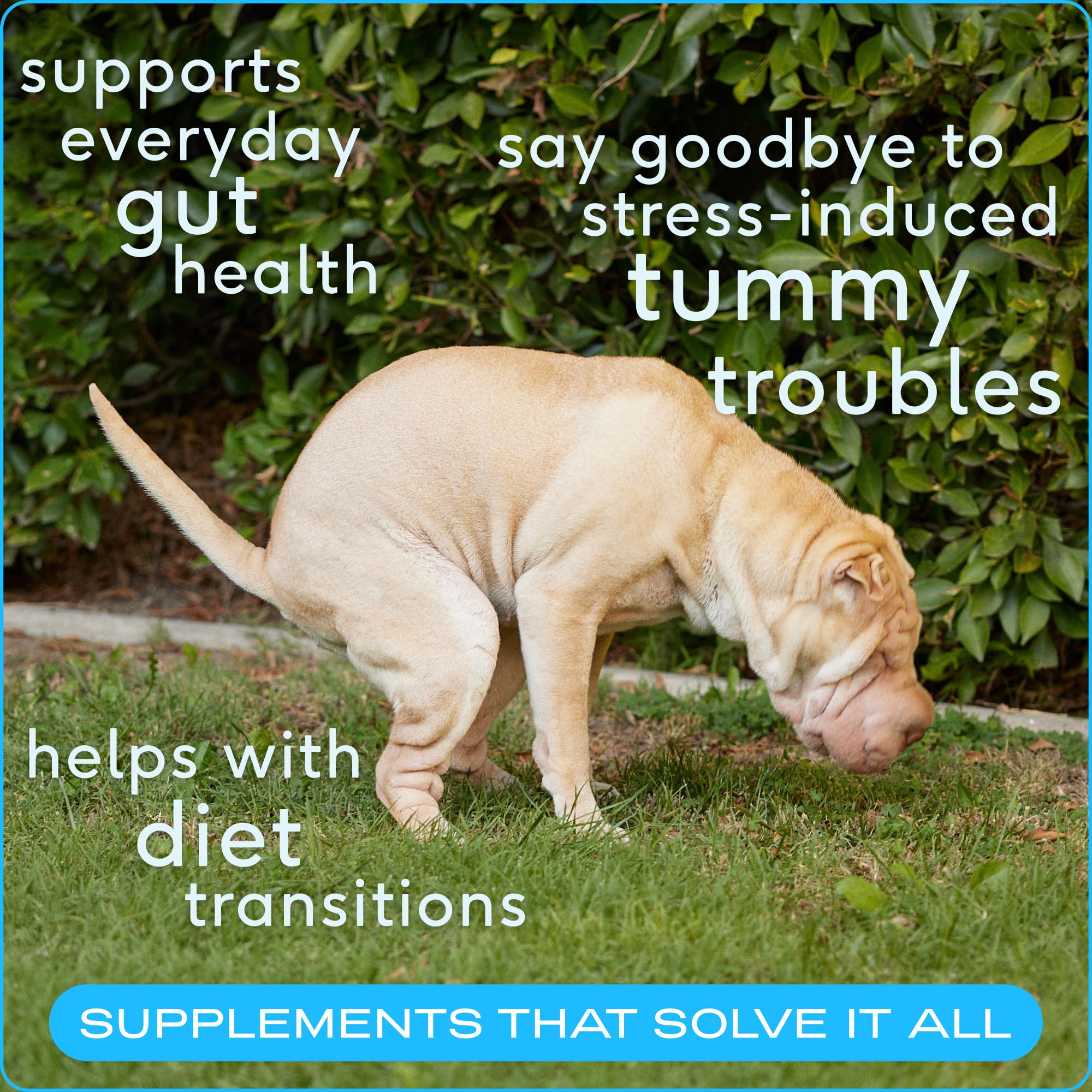 Native Pet Vet Created Probiotic Powder for Dogs Digestive Issues - Dog Probiotic Powder + Prebiotic + Bone Broth Powder - Gut H