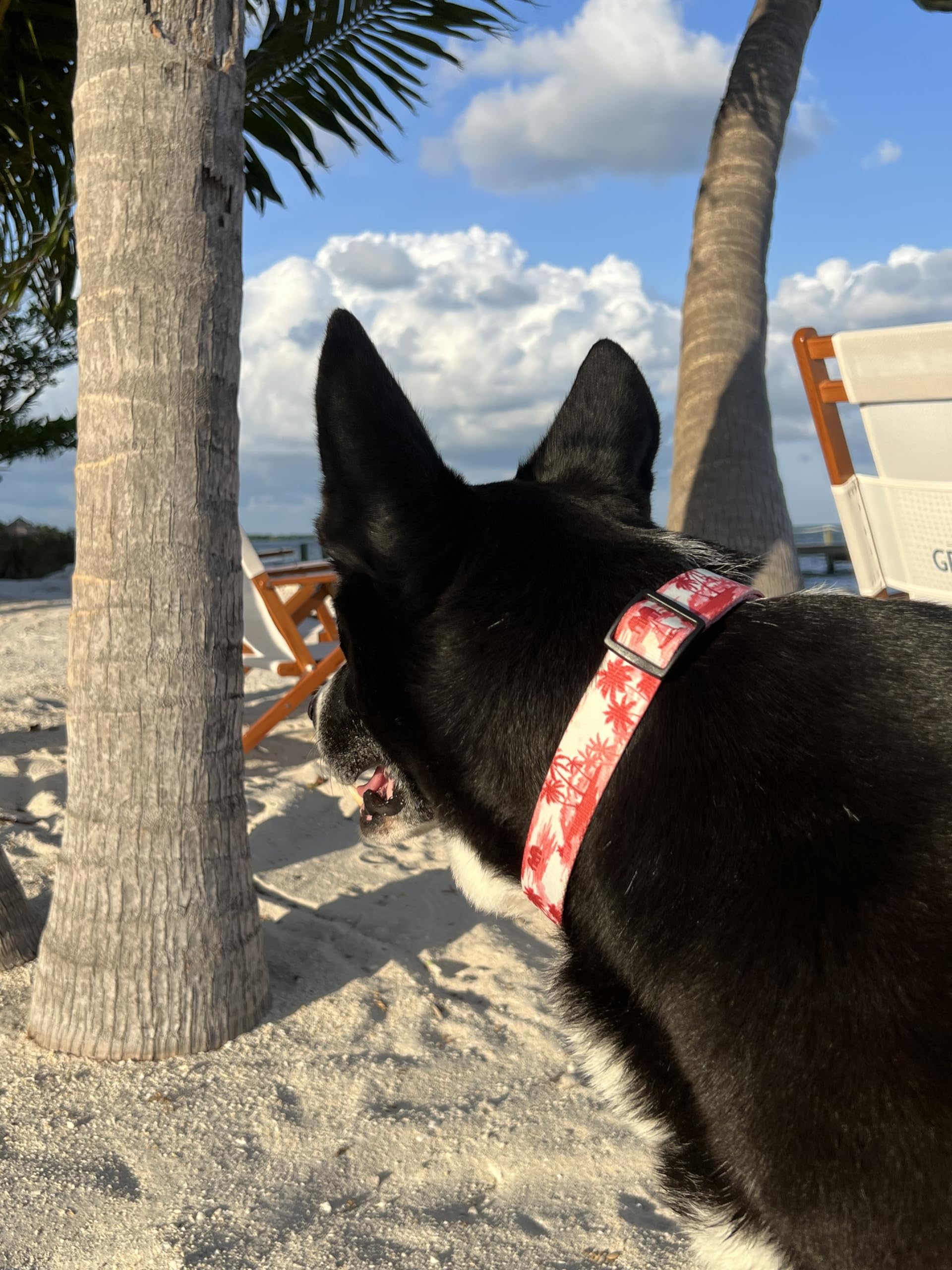 Shaka'S Salty Paws Boy & Girl Dog Collar Small Medium Large (Medium Dog Collar Adj. 14-20 For Dogs 25-50 Lbs, Doggie Day Dream