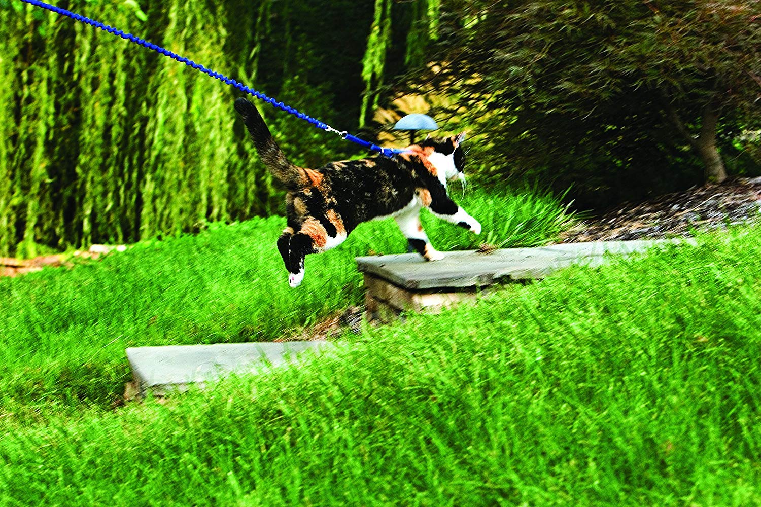 Petsafe Come With Me Kitty Harness And Bungee Leash, Large, Dusty Rose