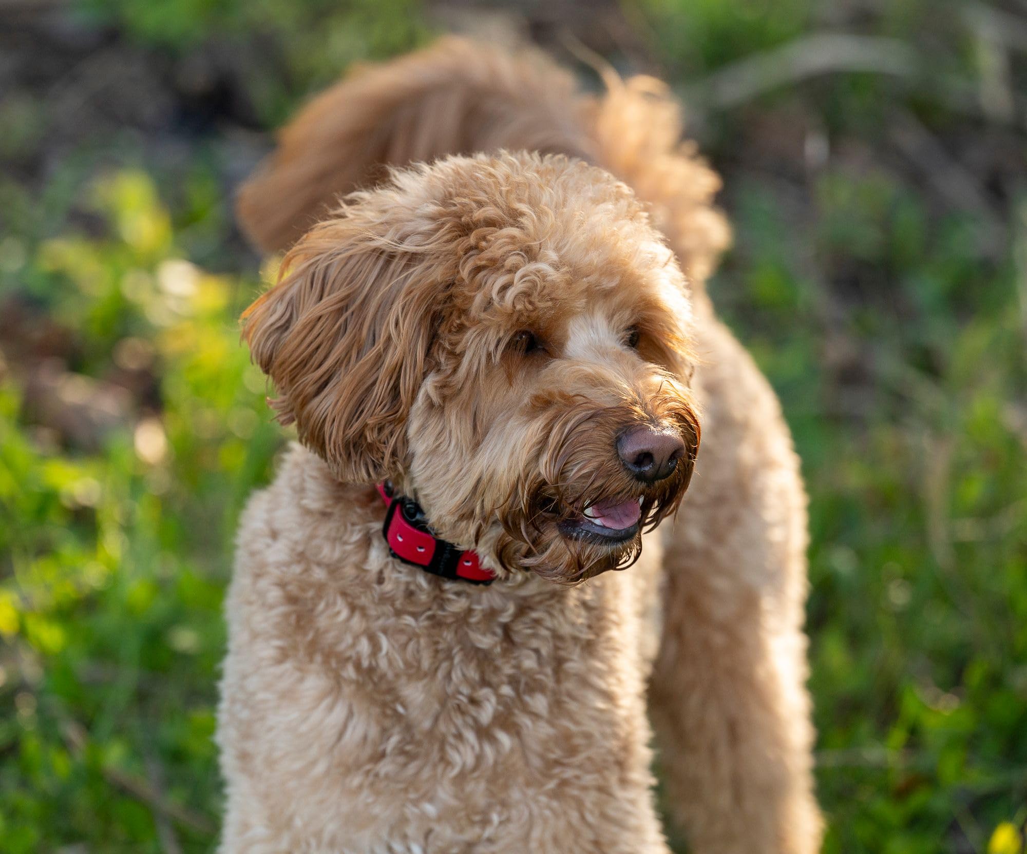 Educator Cpad-011 Dog Training Collar Receiver Comfort Pad, Improves Contact, Reduces Irritation And Skin Sensitivities, Winged Ultra Comfort, Long Hair