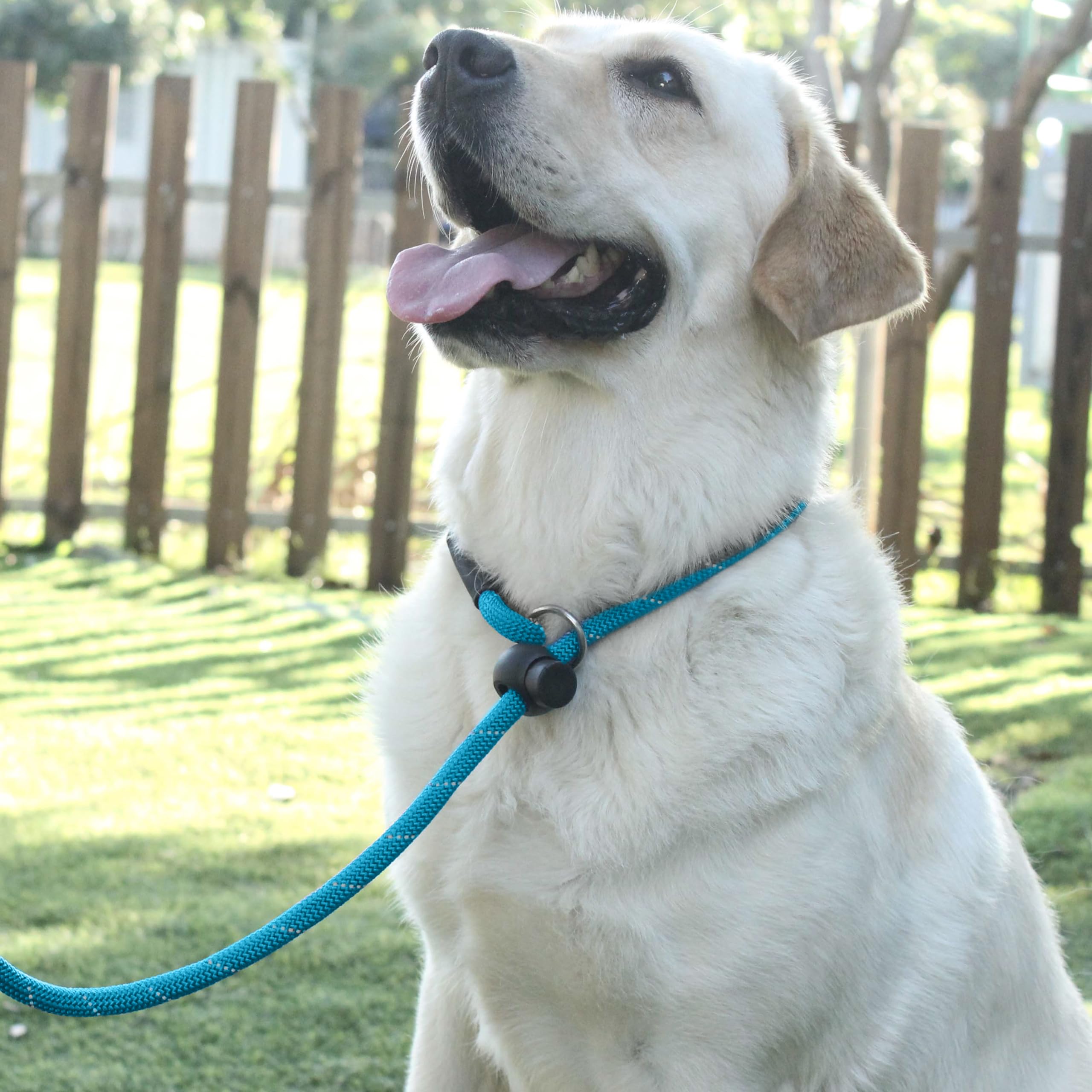 Hiado Slip Lead Dog Leash Reflective With Stopper Loop Rope Training No Pull For Small Medium Large Dogs 6Ft Skyblue