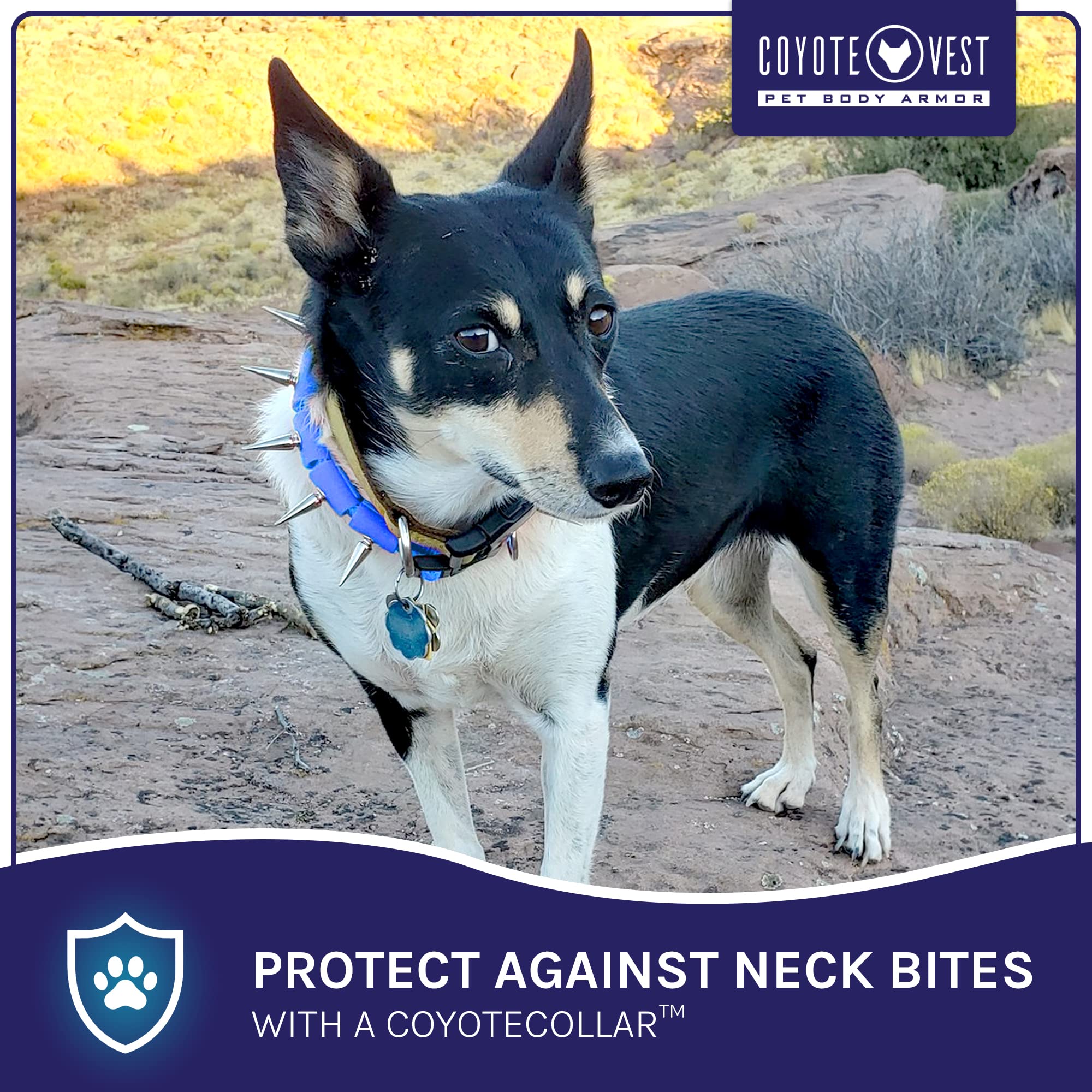 Coyote Collar Medium Spike Collar - Blue Studded For Dogs, Adjustable, Protection Against Coyotes And Aggressive Dogs