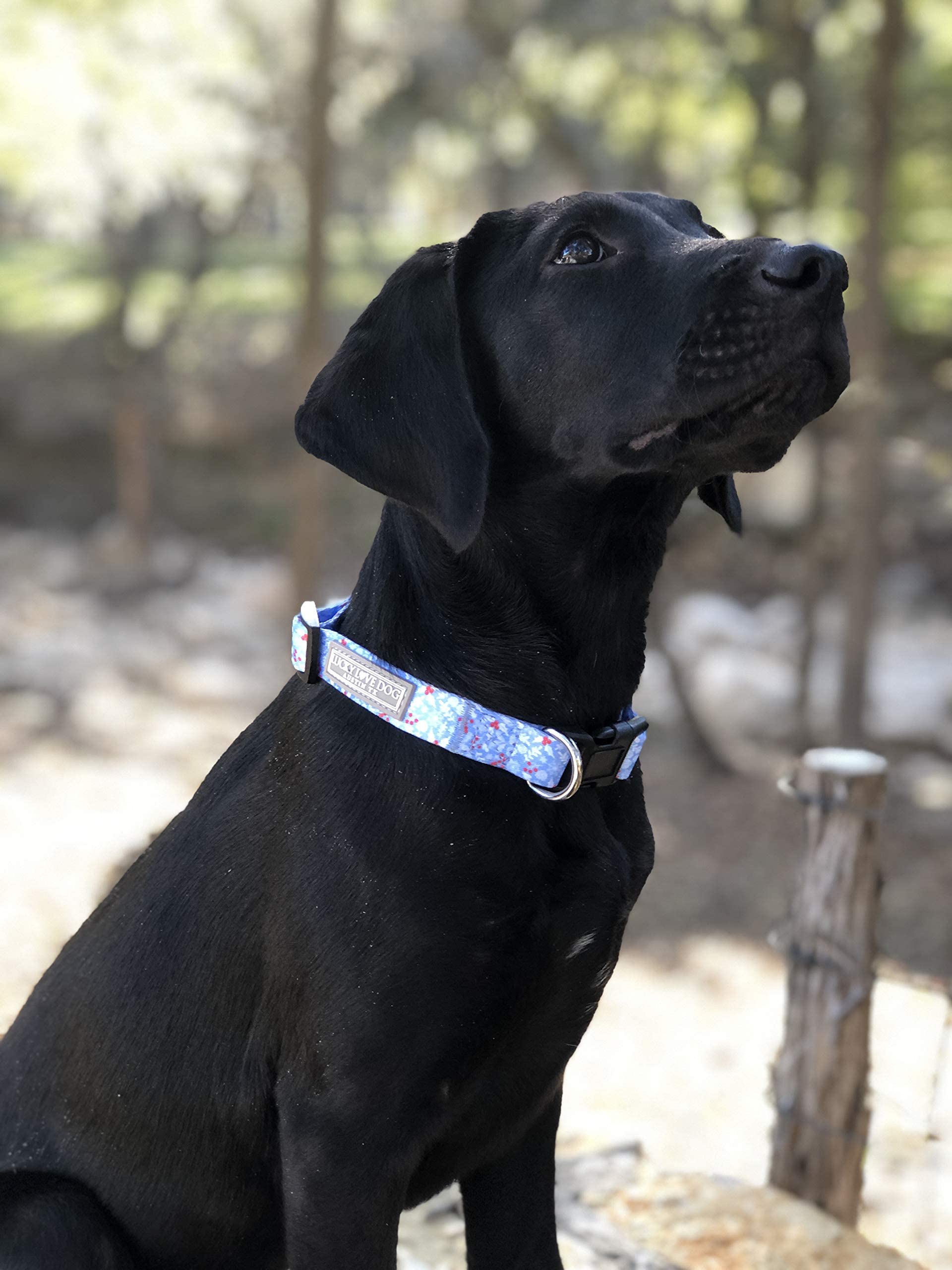 Lucky Love Dog Dog Collar, Leash Set Small, Medium, Large, Premium, Cute And Adjustable Collars For Male And Female Dogs, Winterblue Combo, Extra Small