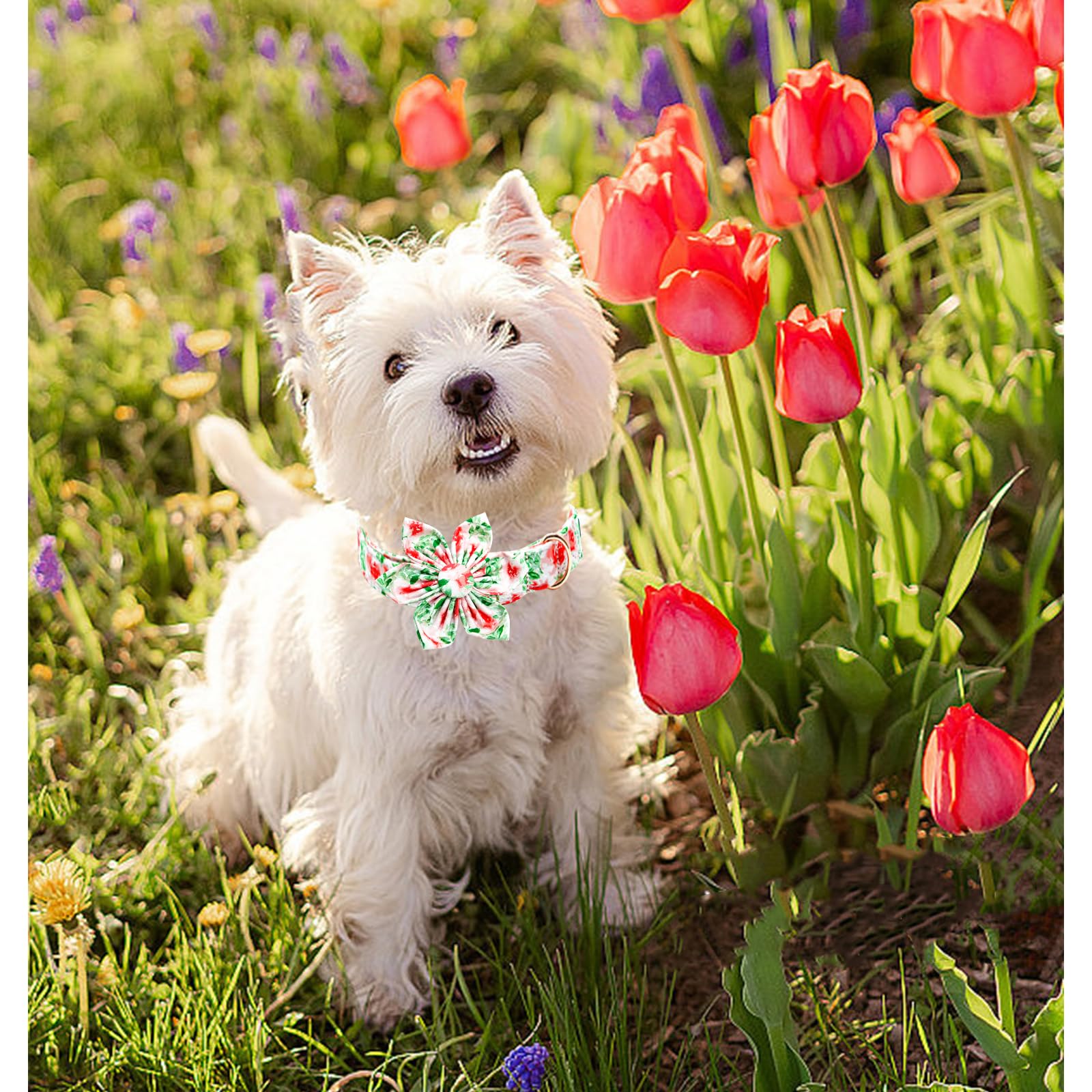 Lionheart glory Dog Collar Flowers Collar Floral Dog Collar with Flower Spring Summer Cute Collar Dog Boy or Girl Dog Collars So
