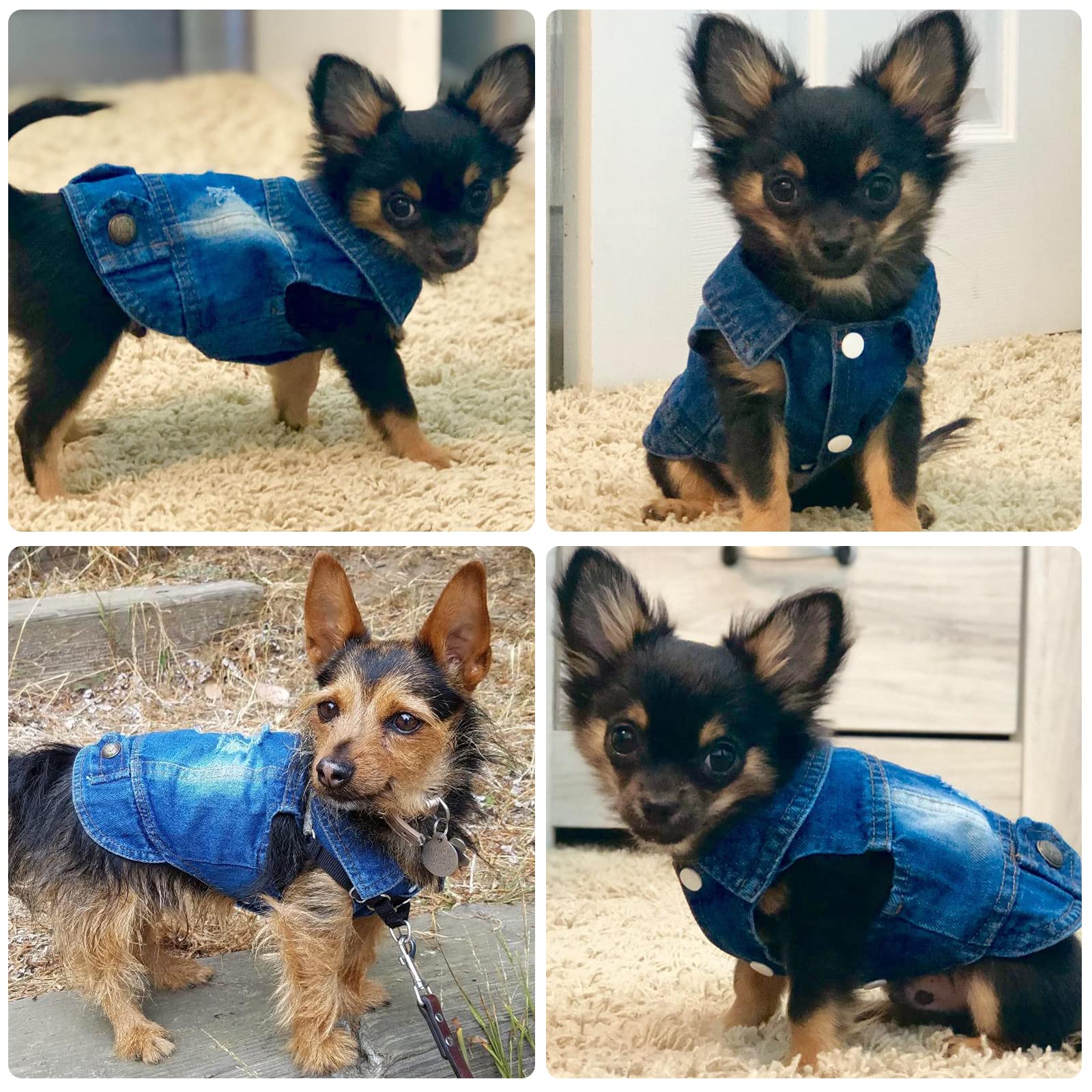 Doggyzstyle Pet Vests Dog Denim Jacket Hoodies Puppy Jacket For Small Medium Dogs (Xl, Blue)