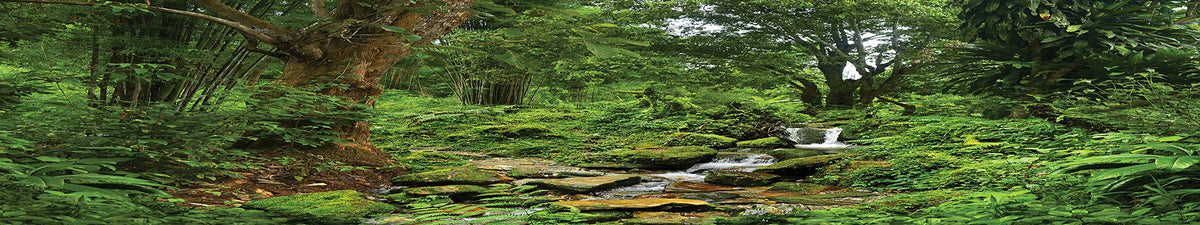 Reptile Habitat Background; Rain Forest With Stream For 20L, 3-Sided Wraparound