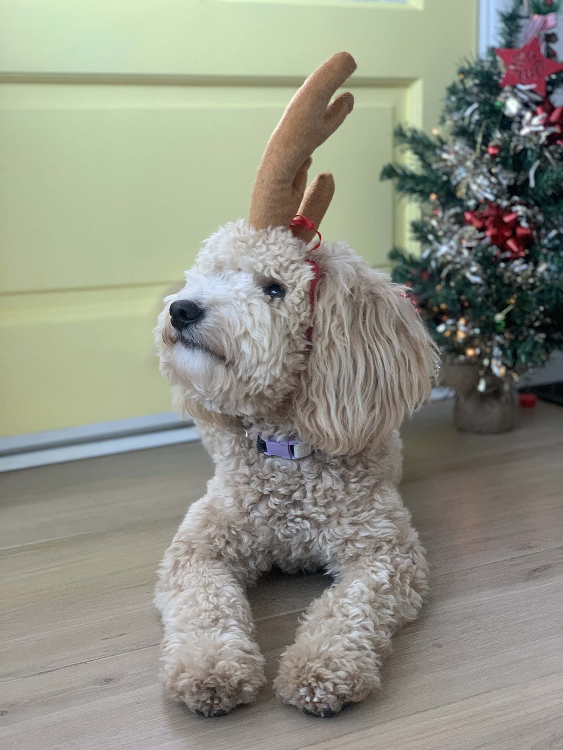 ComfyCamper Reindeer Antler Dog Halloween Costume - Headband Max Puppy Puppies Cat Kitten Pet Deer Moose Head Band, S