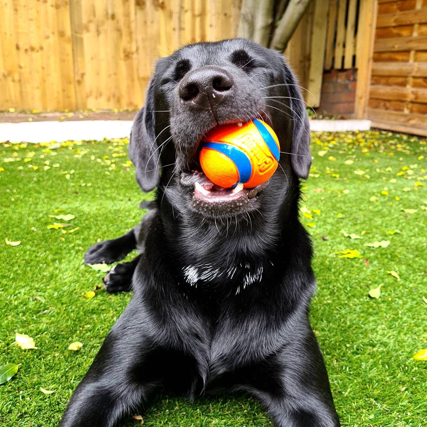 Chuckit! Dog Fetch & Fold Ball Launcher And 4-Pack Ultra Ball Bundle, Medium