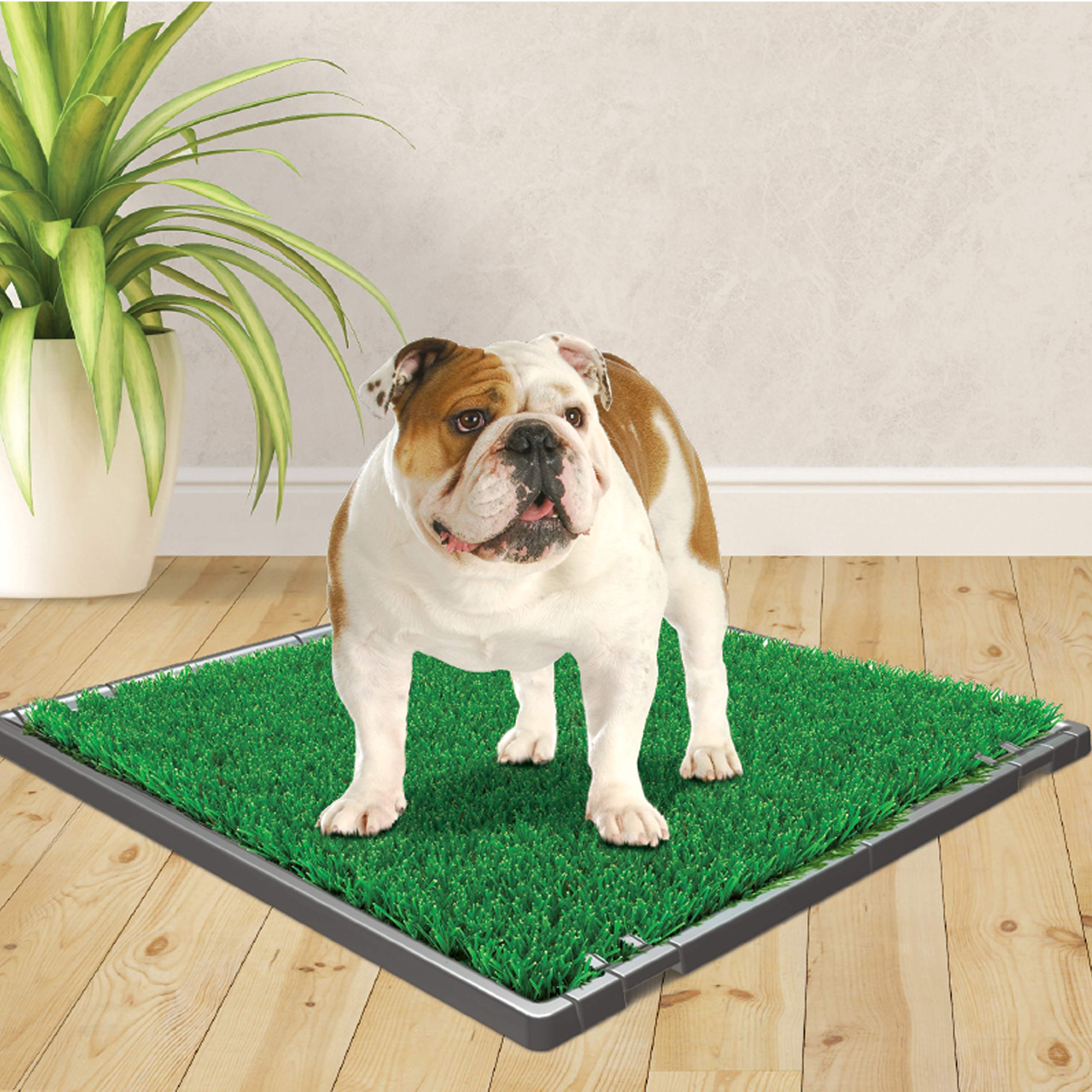 Four Paws Wee-Wee Premium Patch Indoor And Outdoor Pet Potty For Dogs L Dog Potty Training L Artificial Grass L Wee-Wee Patch