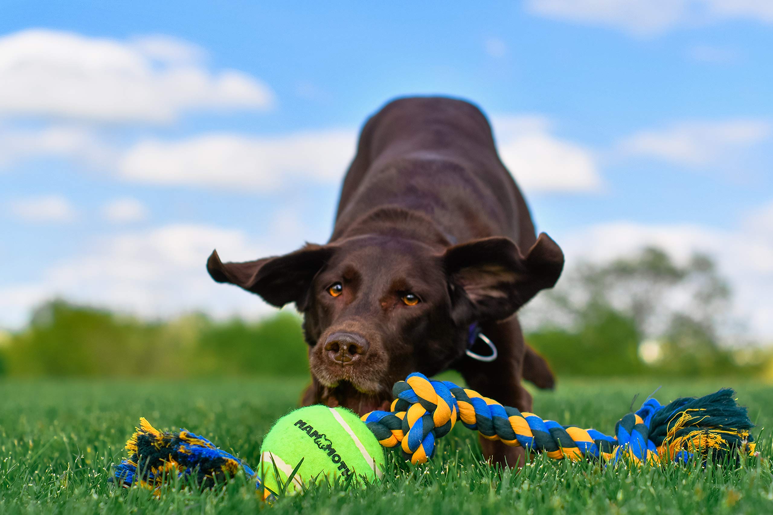 Mammoth Flossy Chews Color 3 Knot Tug W/Large Tennis Ball – Premium Cotton-Poly Tug Toy For Dogs – Interactive Dog Tug Toy – Rope Dog Toy With Tennis Ball For Large Dogs - 24”