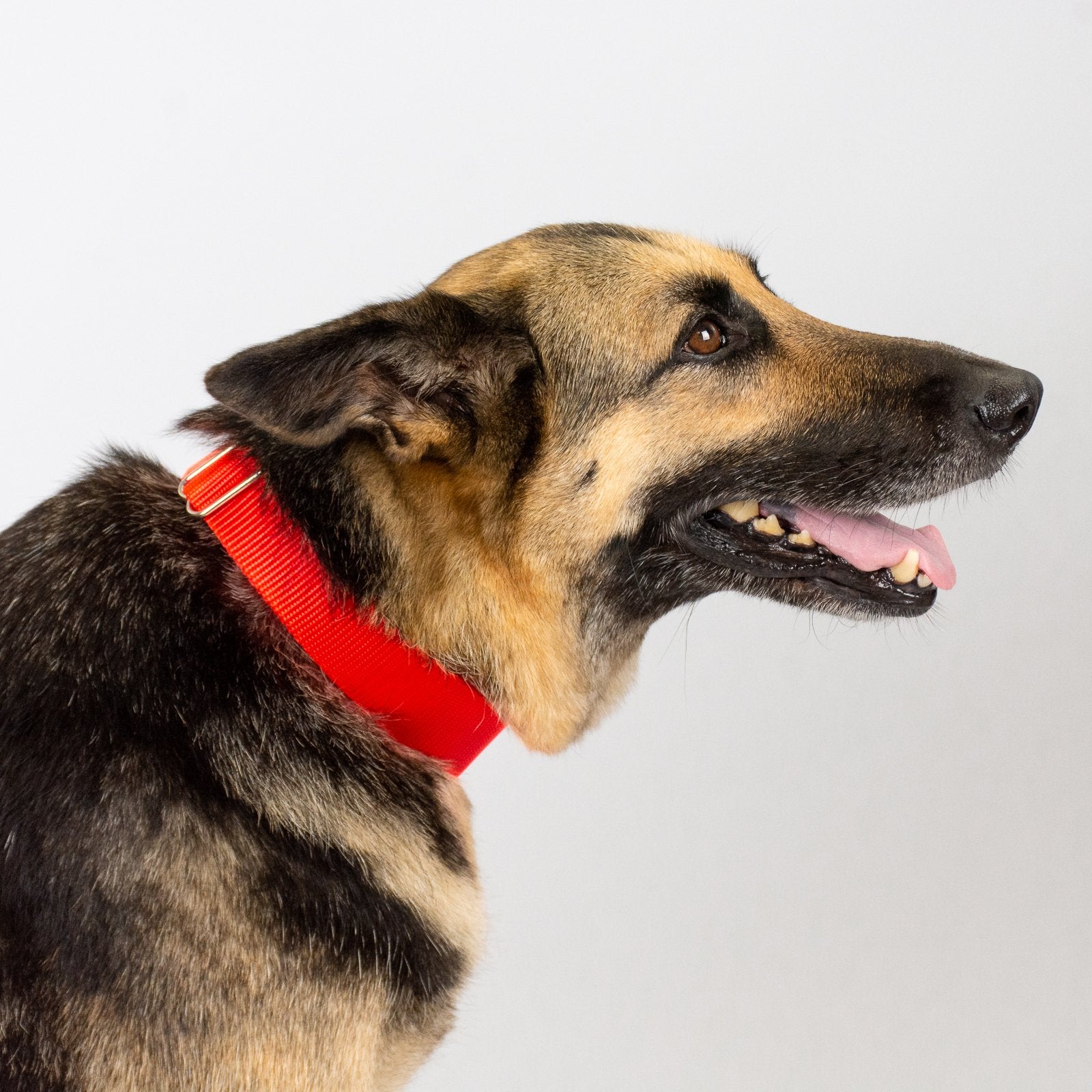 Country Brook Petz - Hot Orange Martingale Heavy Duty Nylon Dog Collar - 21 Vibrant Color Options (3/8 Inch Width, Mini)