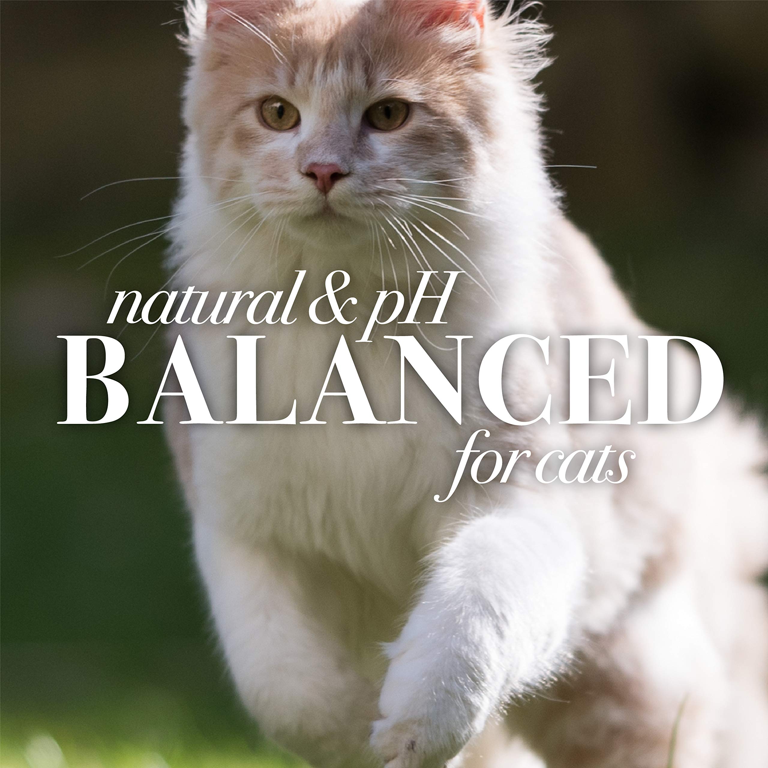 Burt'S Bees For Pets Cat Naturally Derived Dander Reducing Spray With Soothing Colloidal Oat Flour & Honey - Cruelty Free, Made