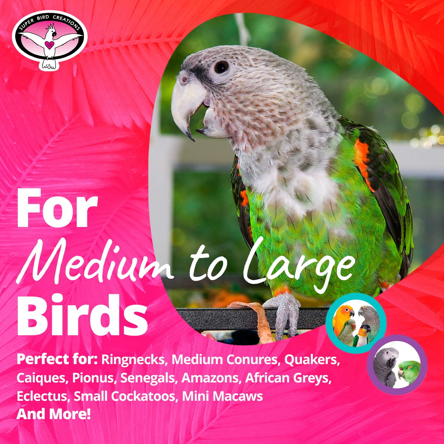 Super Bird Creations - Sb301 Chewable Paper Party Bird Toy With Colorful Lollipop Sticks - Ringnecks Medium Conures Parrot - Chew Enthusiasts - Enriching Bird Toys For Medium To Large Birds - 1-Pack