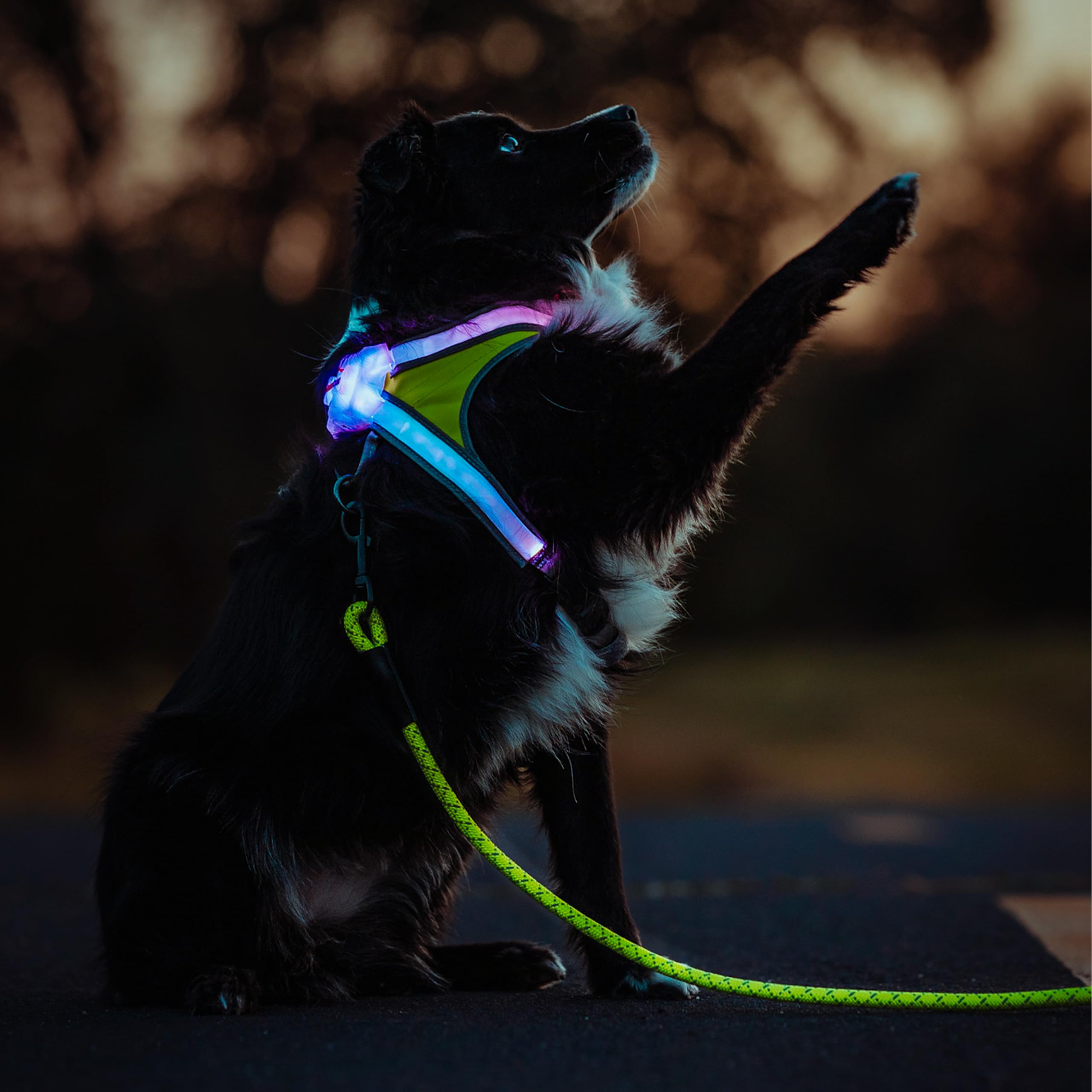 Noxgear LightHound (X-Large) + High-Visibility Dog Leash - Illuminated and Reflective Harness for Dogs Including Multicolored LE