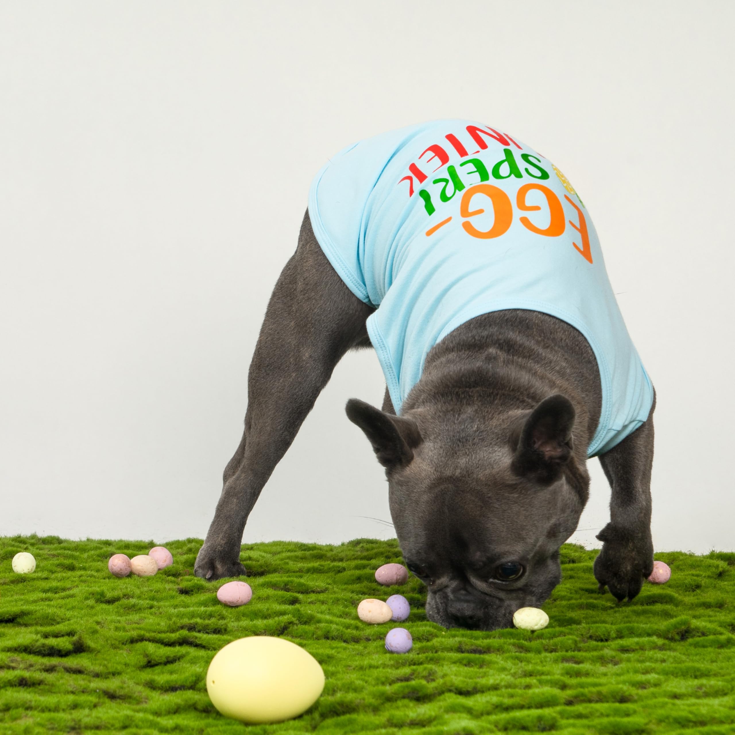 Fitwarm Egg-Spert Hunter Dog Easter Outfit, Summer Clothes For Small Dogs Boy Girl, Pet Outfit, Blue, Red, Green, Orange, Small