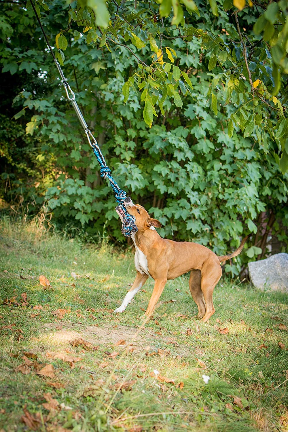 Yes4Quality Flirt Pole For Dogs, 2 Durable Spring Poles W/Strong Dog Rope Toy, Heavy-Duty Lure Pole For Dogs Of Any Size, Dog Toy For Fun Obedience Training & Exercise, Pull & Tug Of War Toy