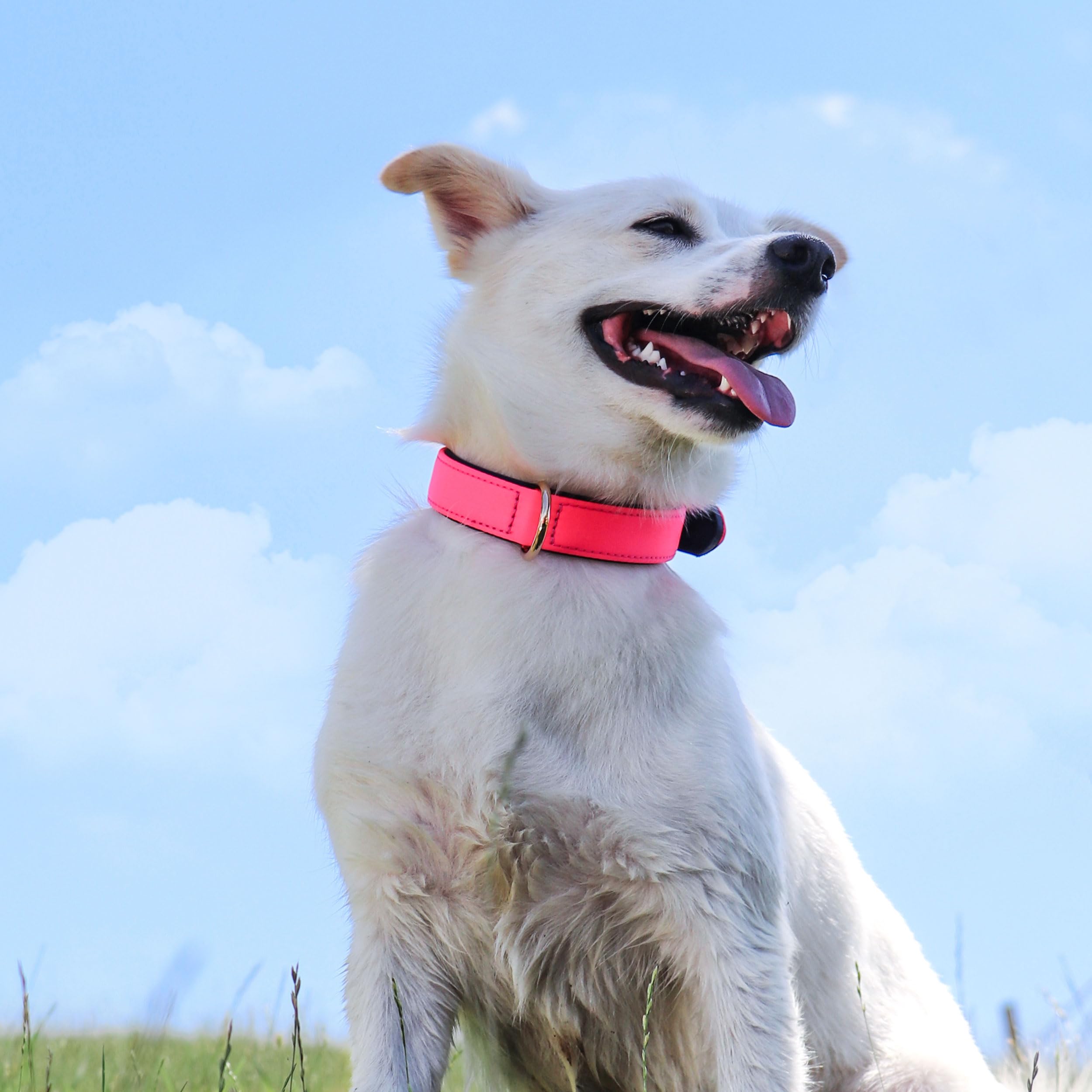 Didog Soft Padded Dog Collars For Small Dogs, Lightweight And Breathable Dog Collar Waterproof With Metal Buckle, Pink, S