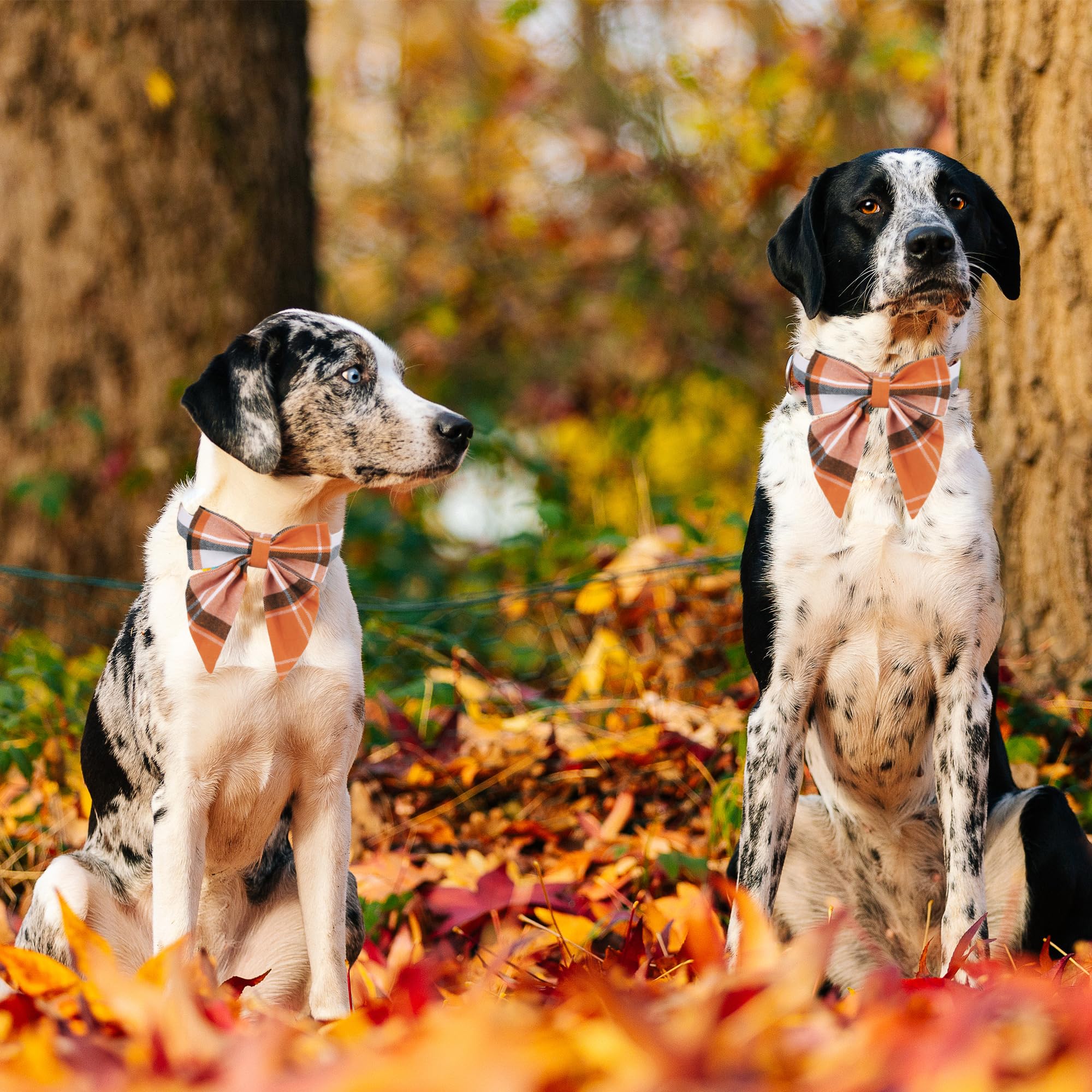 Adoggygo Fall Dog Collar With Bow, Halloween Thanksgiving Dog Bowtie Collar, Adjustable Orange Black Dog Fall Collars For Small Medium Large Dogs Pets (Large, Fall)