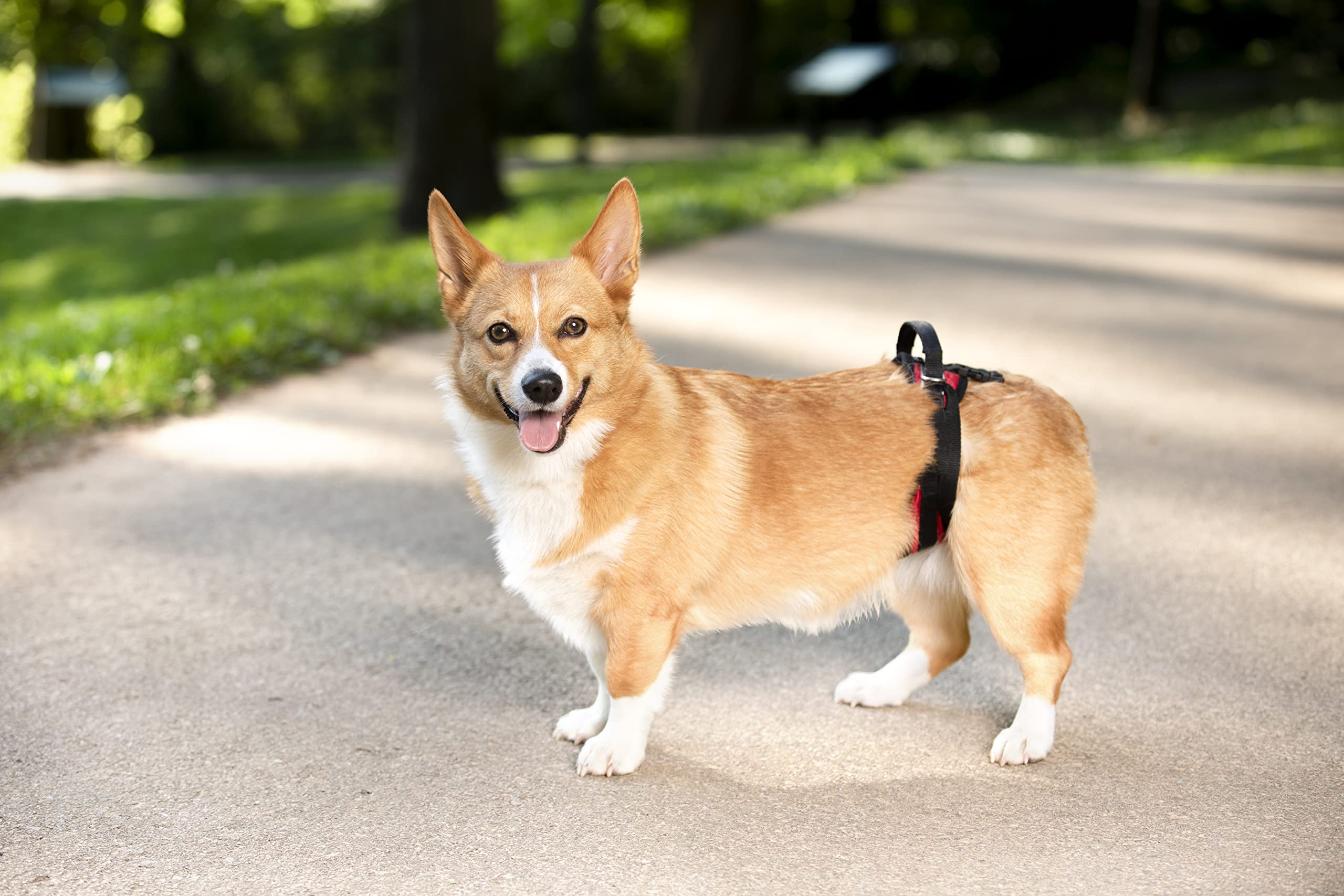 Petsafe Carelift Rear Support Harness - Lifting Aid With Handle - Great For Pet Mobility And Older Dogs - Comfortable, Breathabl