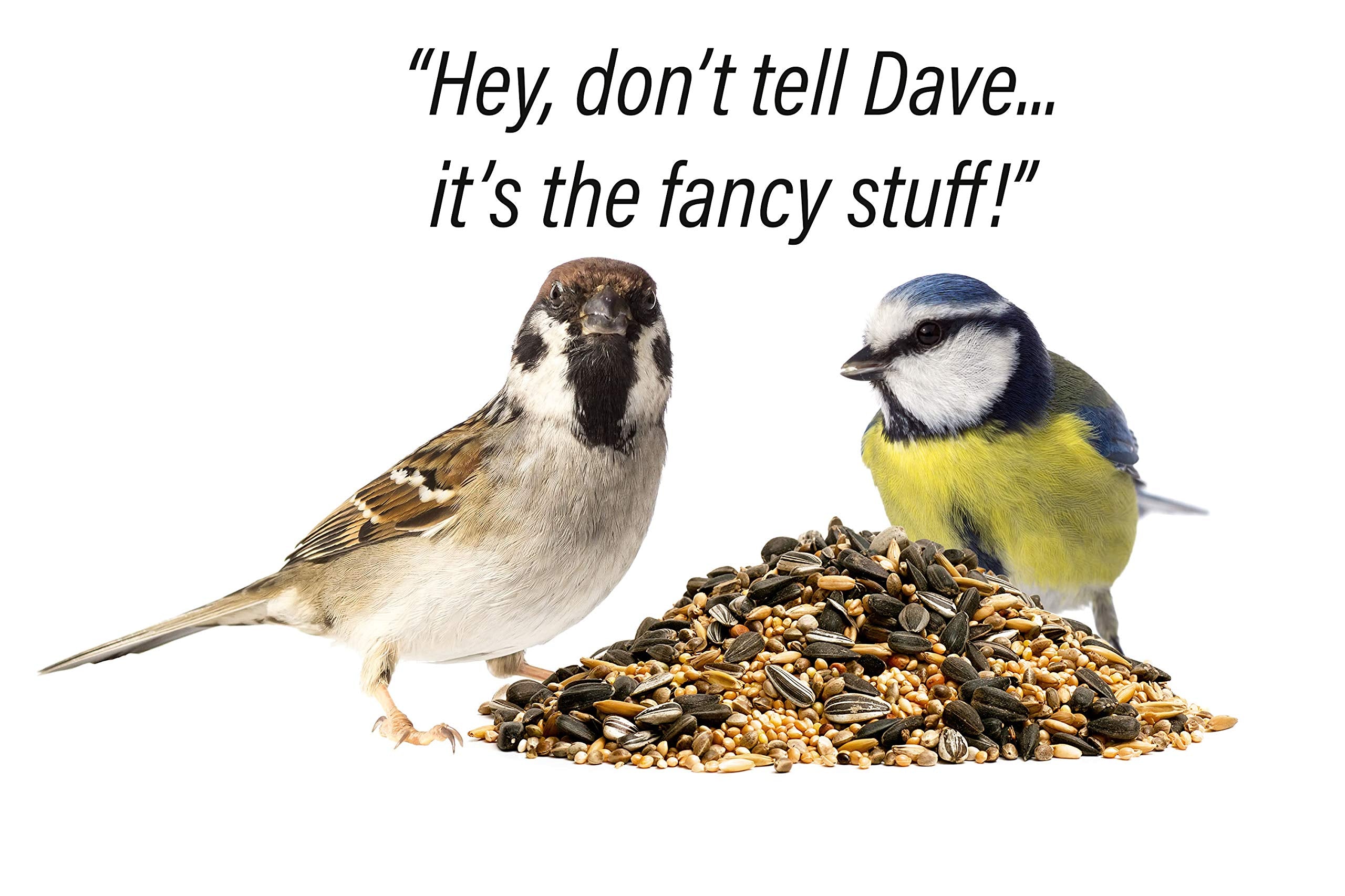FAMILY FARM AND FEED | Four Season | City Blend | Fancy Wild Bird Food | Backyard Songbird| 4 Pounds