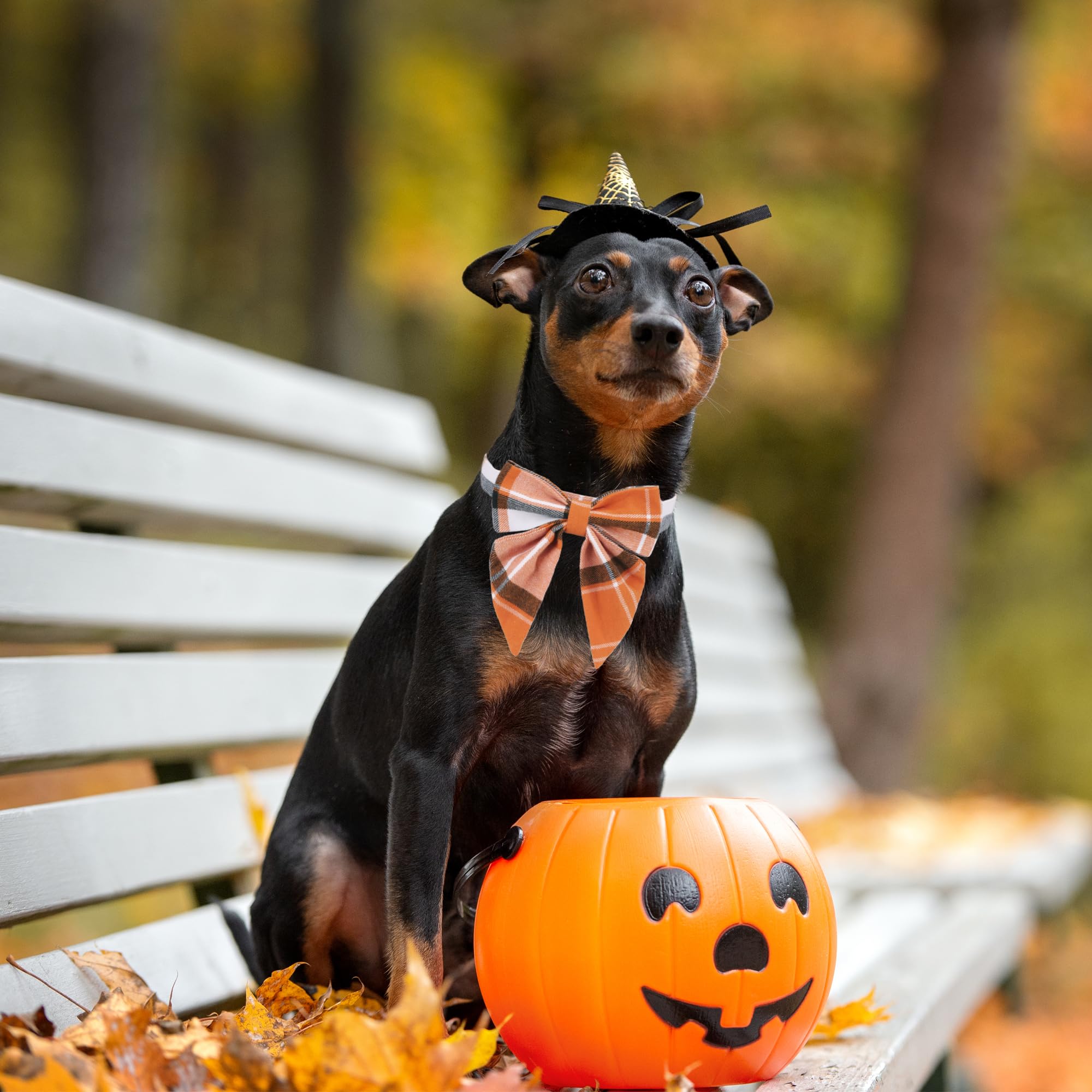 Adoggygo Fall Dog Collar With Bow, Halloween Thanksgiving Dog Bowtie Collar, Adjustable Orange Black Dog Fall Collars For Small Medium Large Dogs Pets (Medium, Fall)
