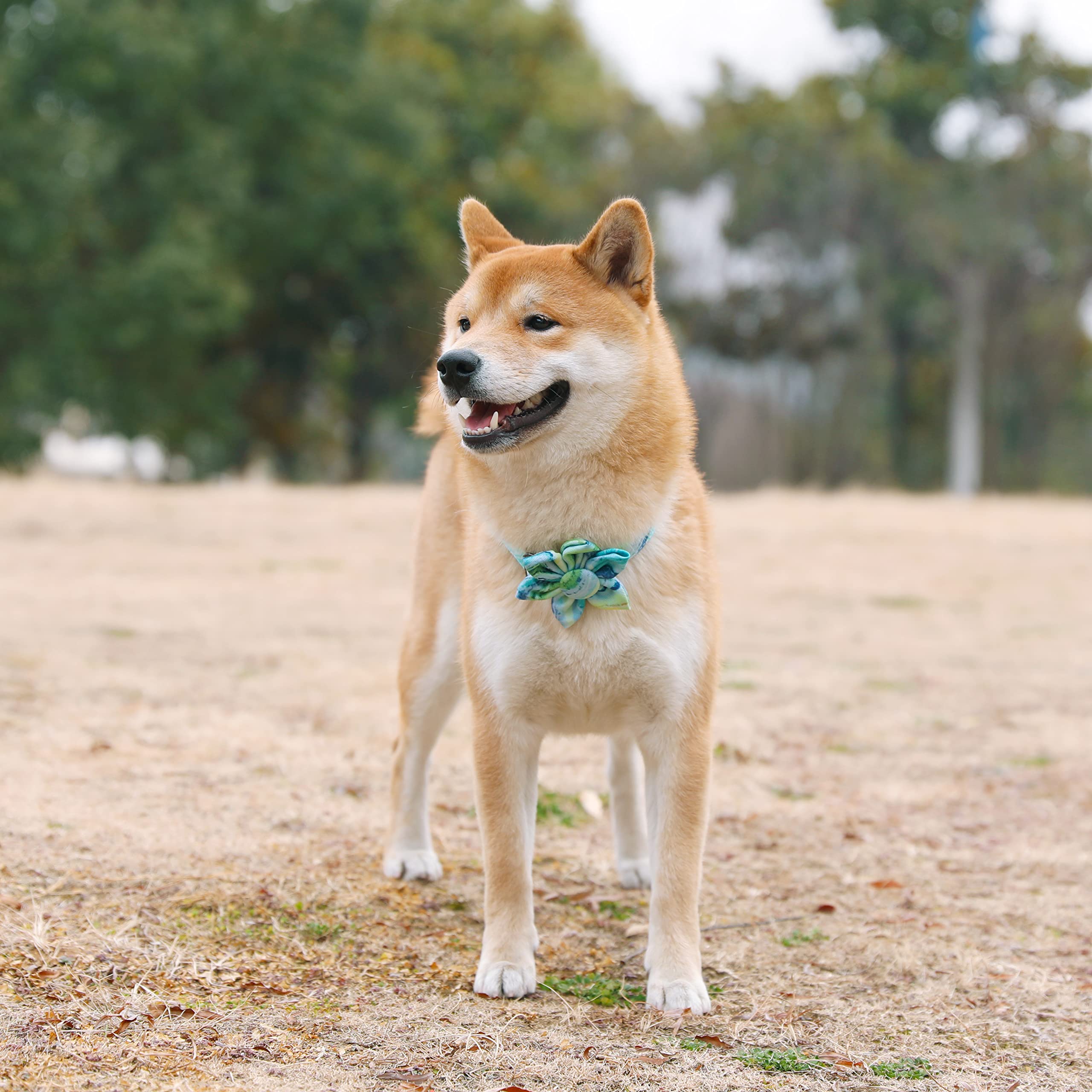 Ultra Joys Girl Dog Collars With Flower - Female Dog Collars With Comfortable Cotton Fabric & Metal Buckle In Wave Design - Extr