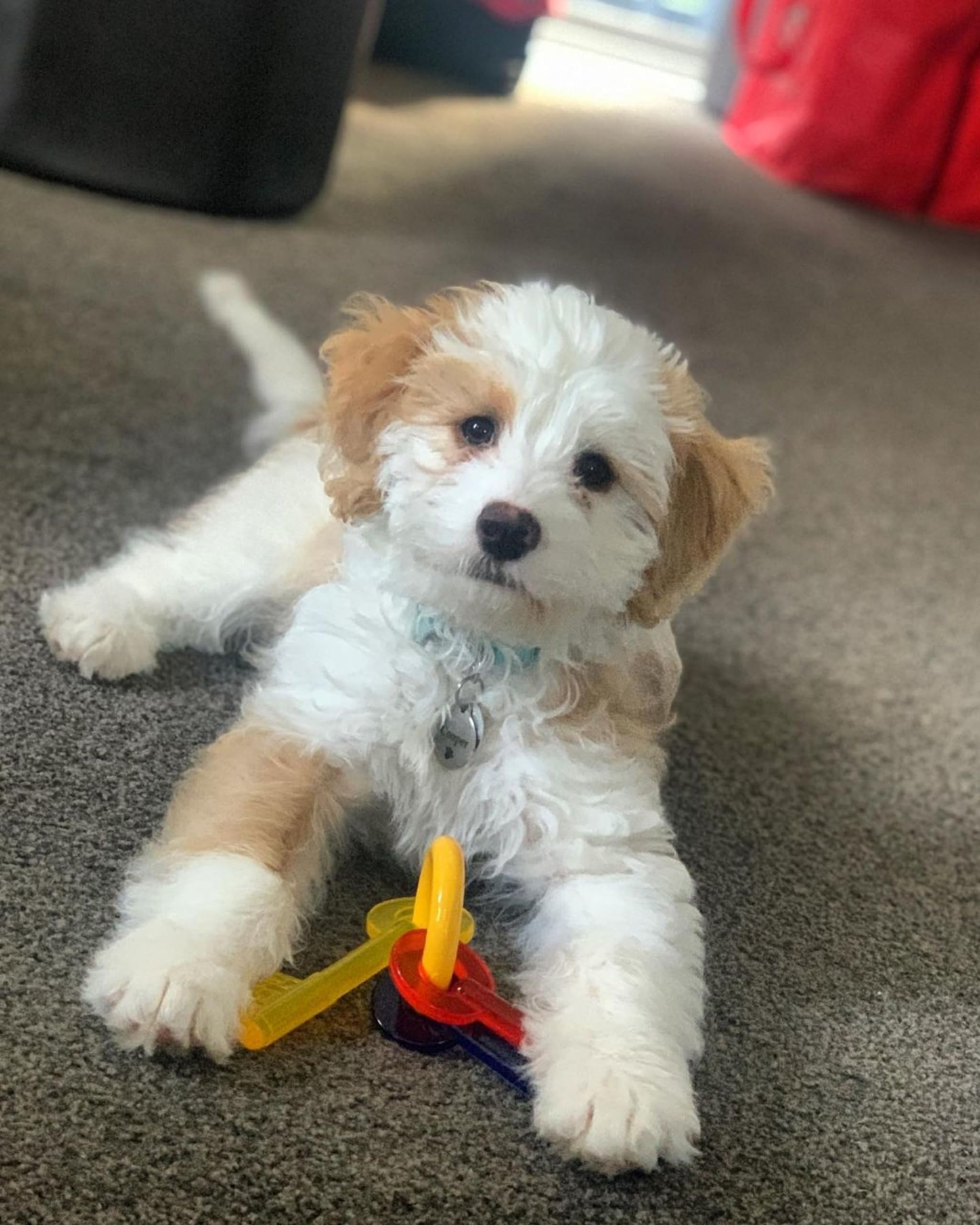 Nylabone Just For Puppies Teething Chew Keys Keys Bacon X-Small/Petite (1 Count)