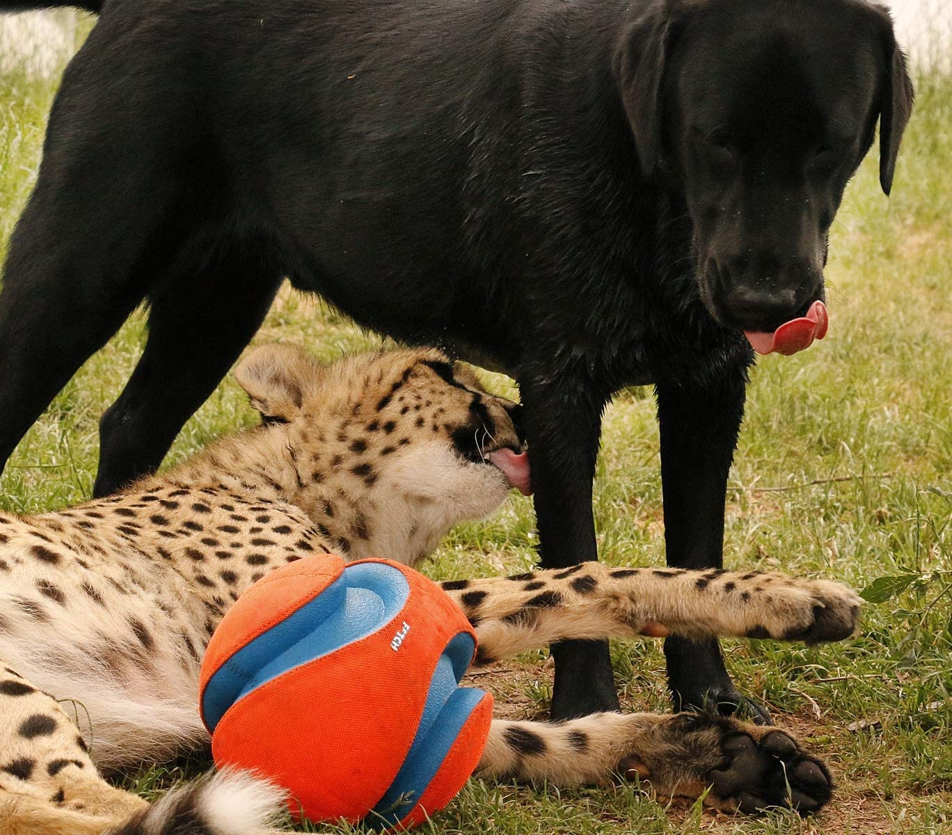 Small Kick Fetch Dog Toy (Pkg Of 3)