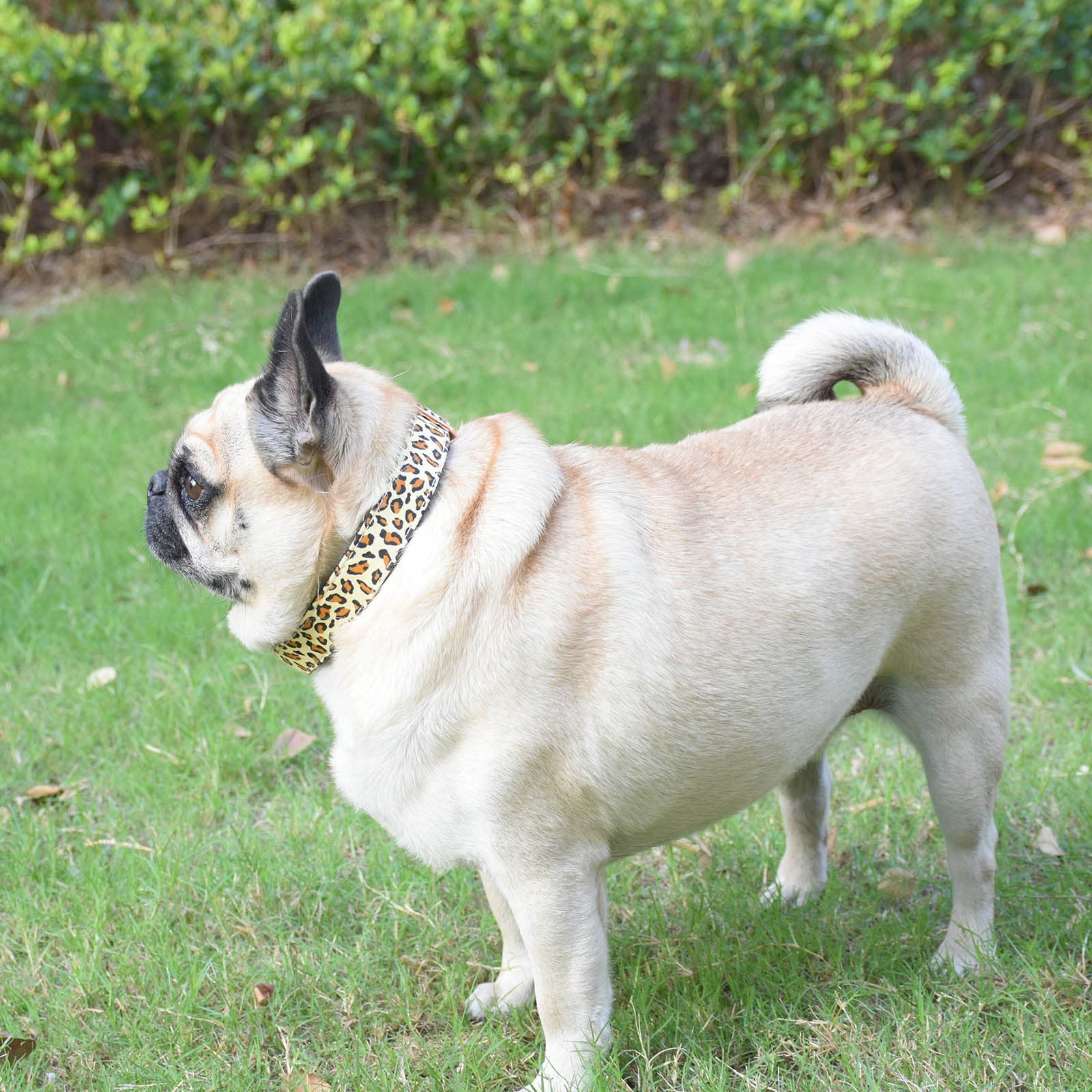 Metal Buckle Dog Collar, Durable Adjustable Dog Collar Soft For Small Medium Large Dogs (L(15-23In), Yellow Leopard)