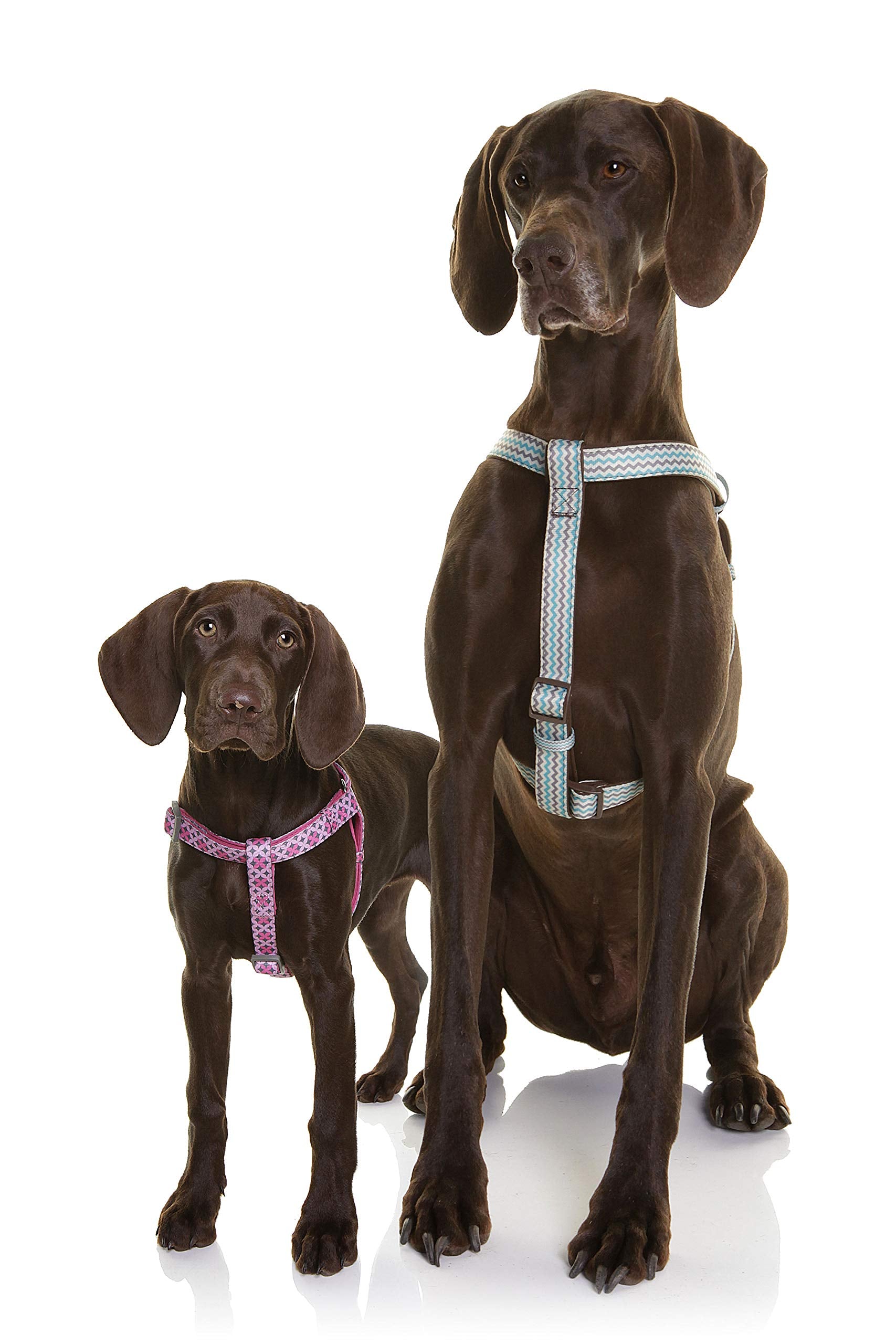 Doog Step In Harness Toto (Large), Harpbs-L