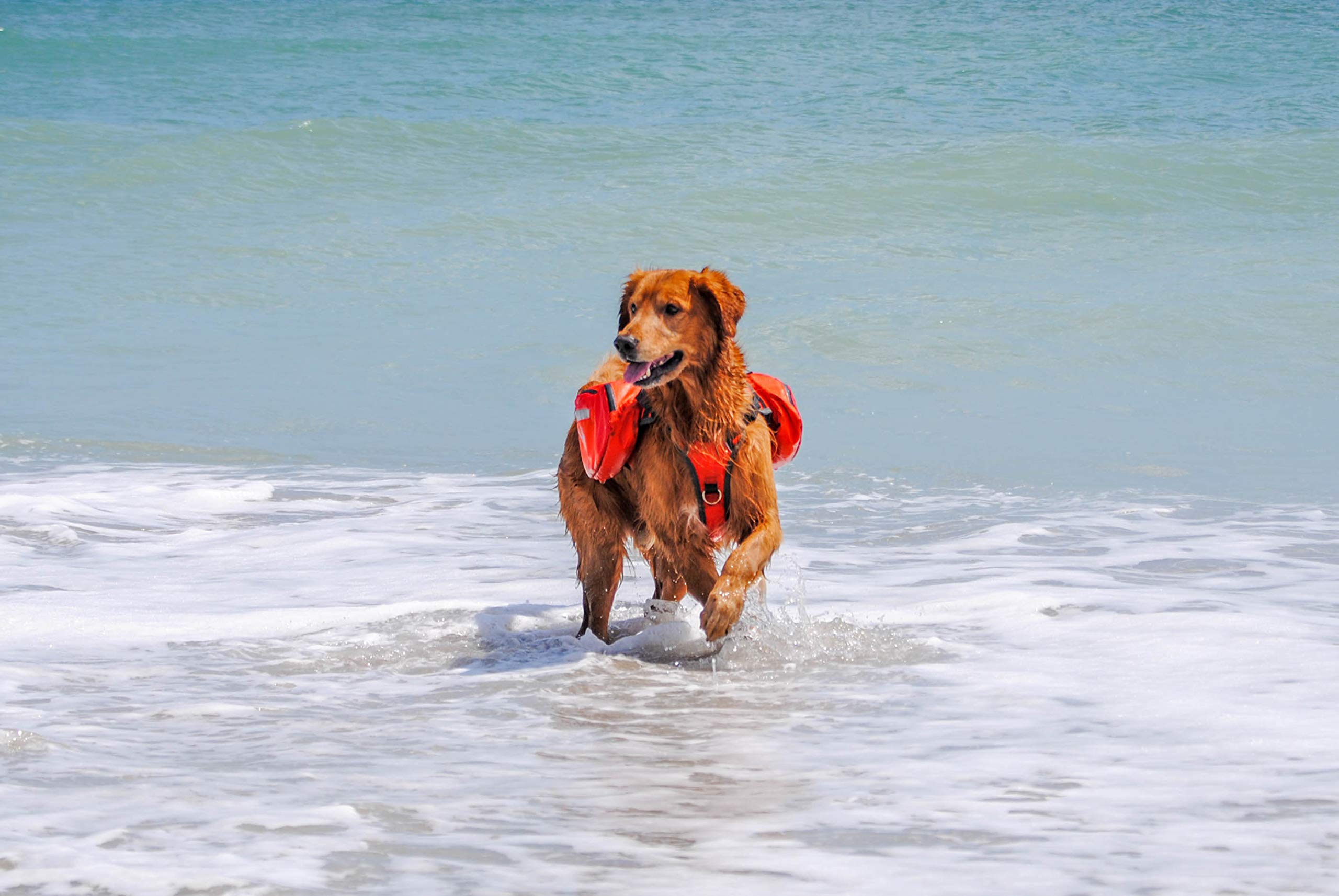 Multi-Purpose Dog Backpack Life Jacket (Size Large)