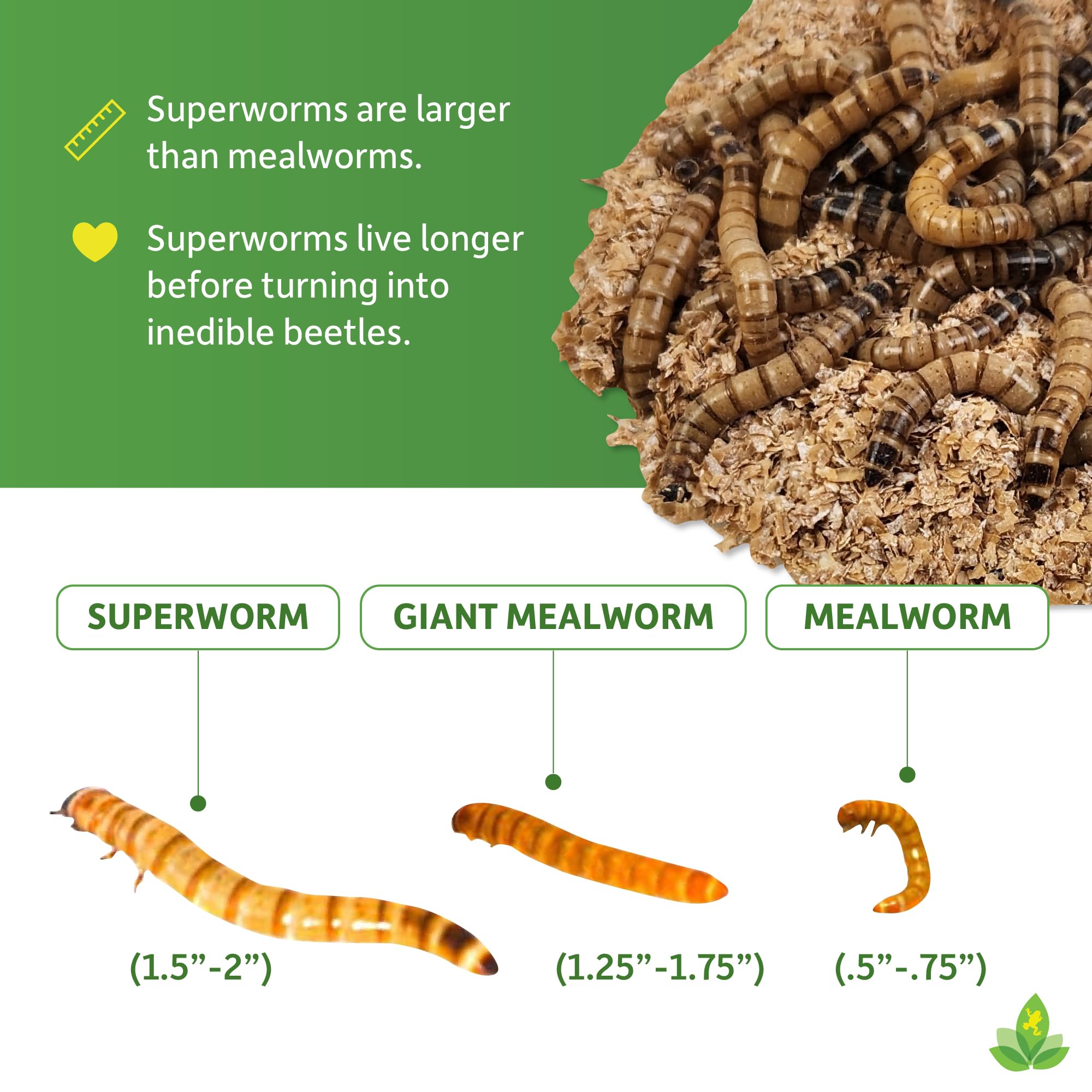 Josh's Frogs Superworms (25 Count)
