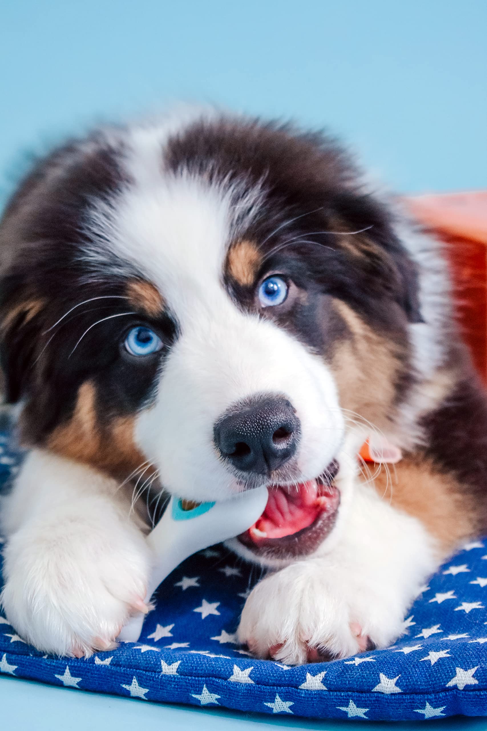 Nylabone Puppy Power Chew Knuckle Bone & Pop-In Puppy Treat Toy Combo Chicken Medium/Wolf (1 Count)