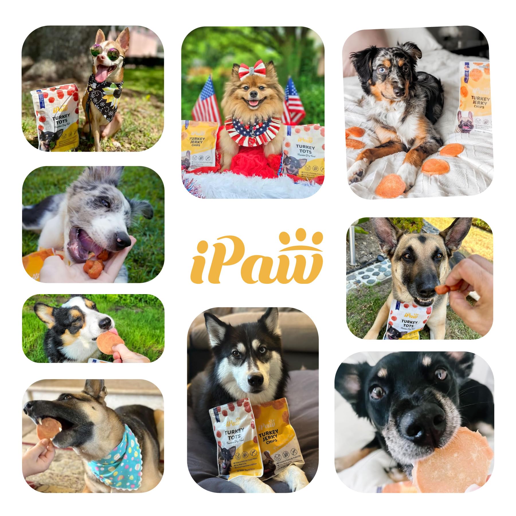 iPaw Dog Treats for Puppy Training, All Natural Human Grade Dog Treat, Hypoallergenic, Easy to Digest (Fish and Cheese Bites)