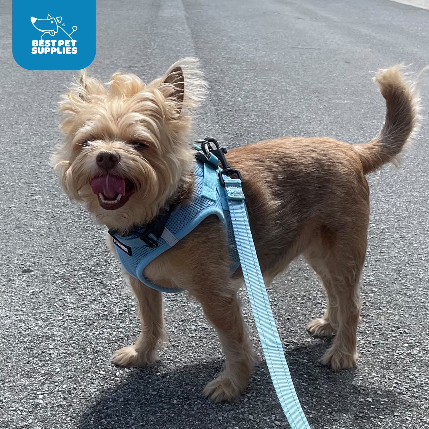 Voyager Step-In Air Dog Harness - All Weather Mesh Step In Vest Harness For Small And Medium Dogs By Best Pet Supplies - Orange Trim, Xs