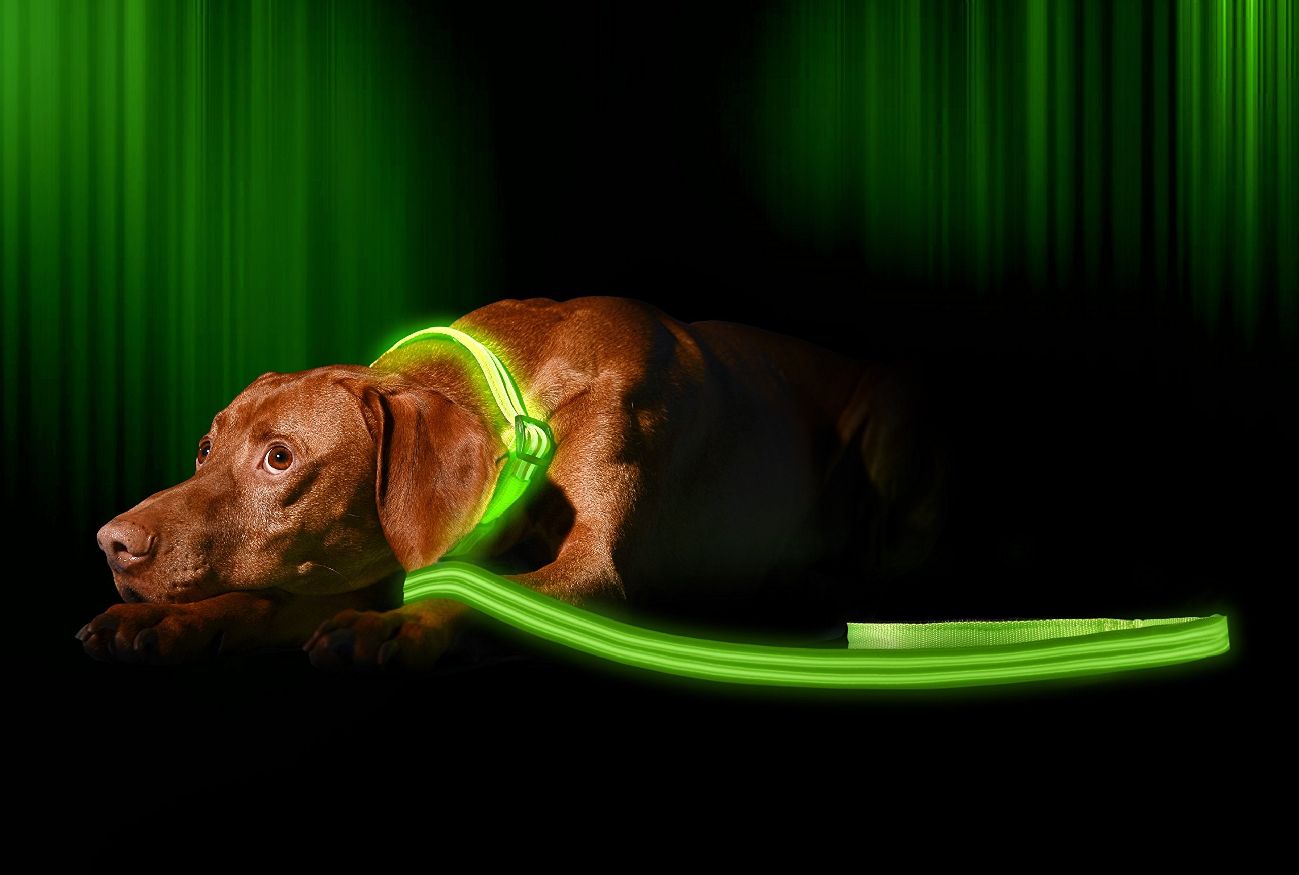 Illumiseen Led Light Up Dog Leash | Ultra High Visibility Up To 350 Yards | 3 Lighting Modes | Usb Rechargeable, No Batteries Ne