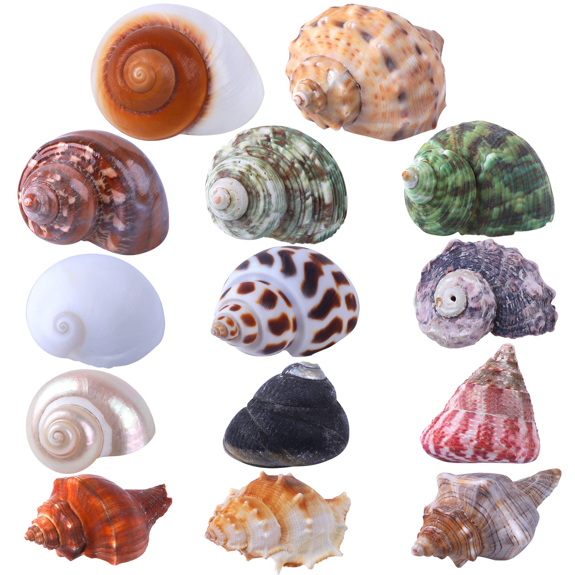 14Pcs 14 Kind Natural Hermit Crab Shells Size 1' - 3.5', Opening 0.8' - 1.5' Hermit Crab Supplies Pearl Turbo Seashell For Décor