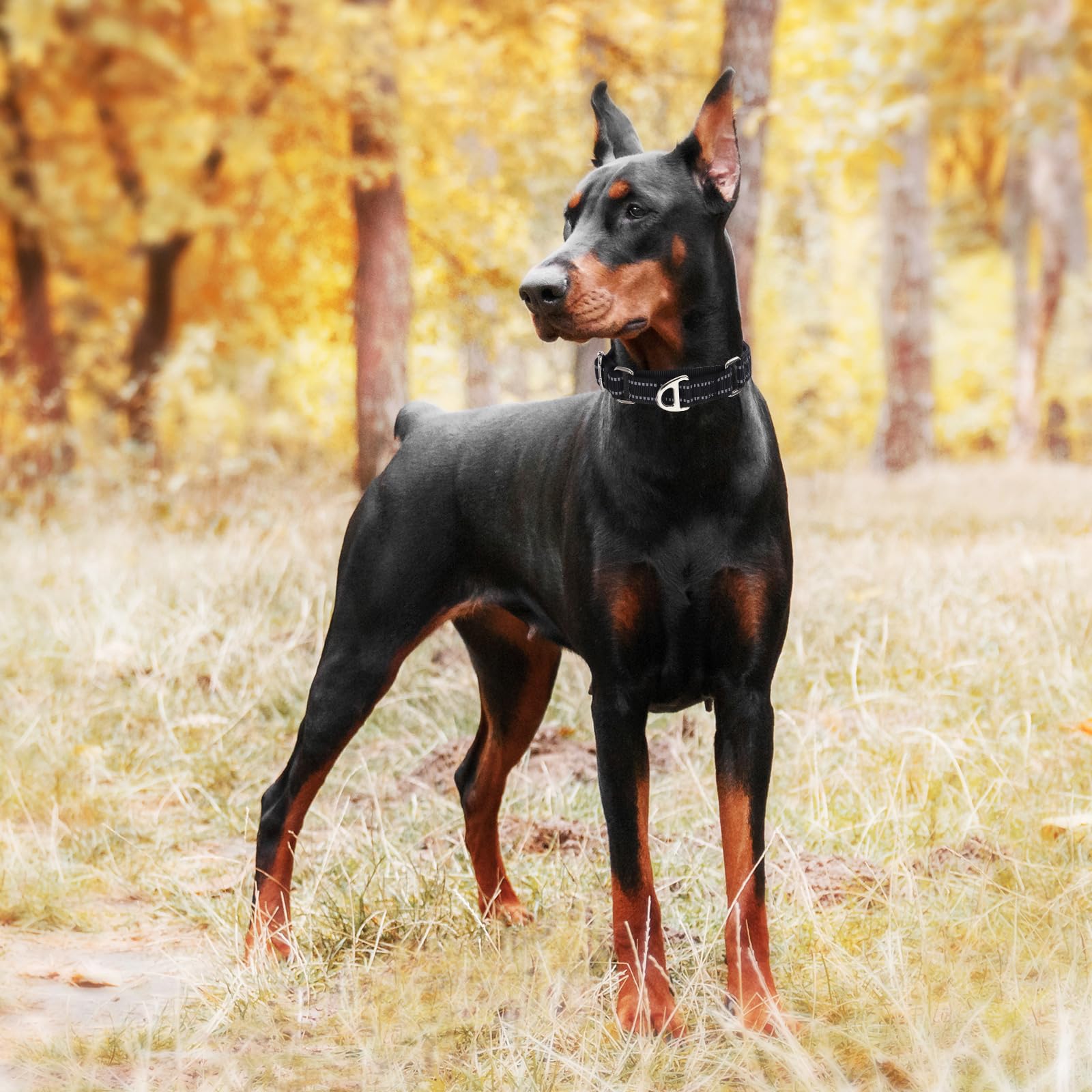 Martingale Collar For Dogs, No Pull Choke Collar With Reflective Nylon - Padded Comfort &- Adjustable Safe Dog Collar No Buckle