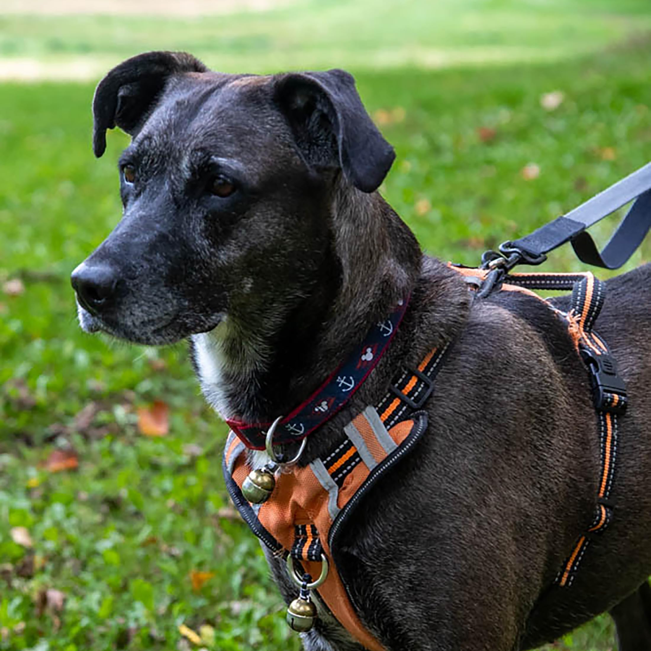 Noble Bells - Handmade in USA, Extra Loud Multifaceted Clacker, Collar Bell for Cats and Dogs, Premium Brass and Nickel Silver,