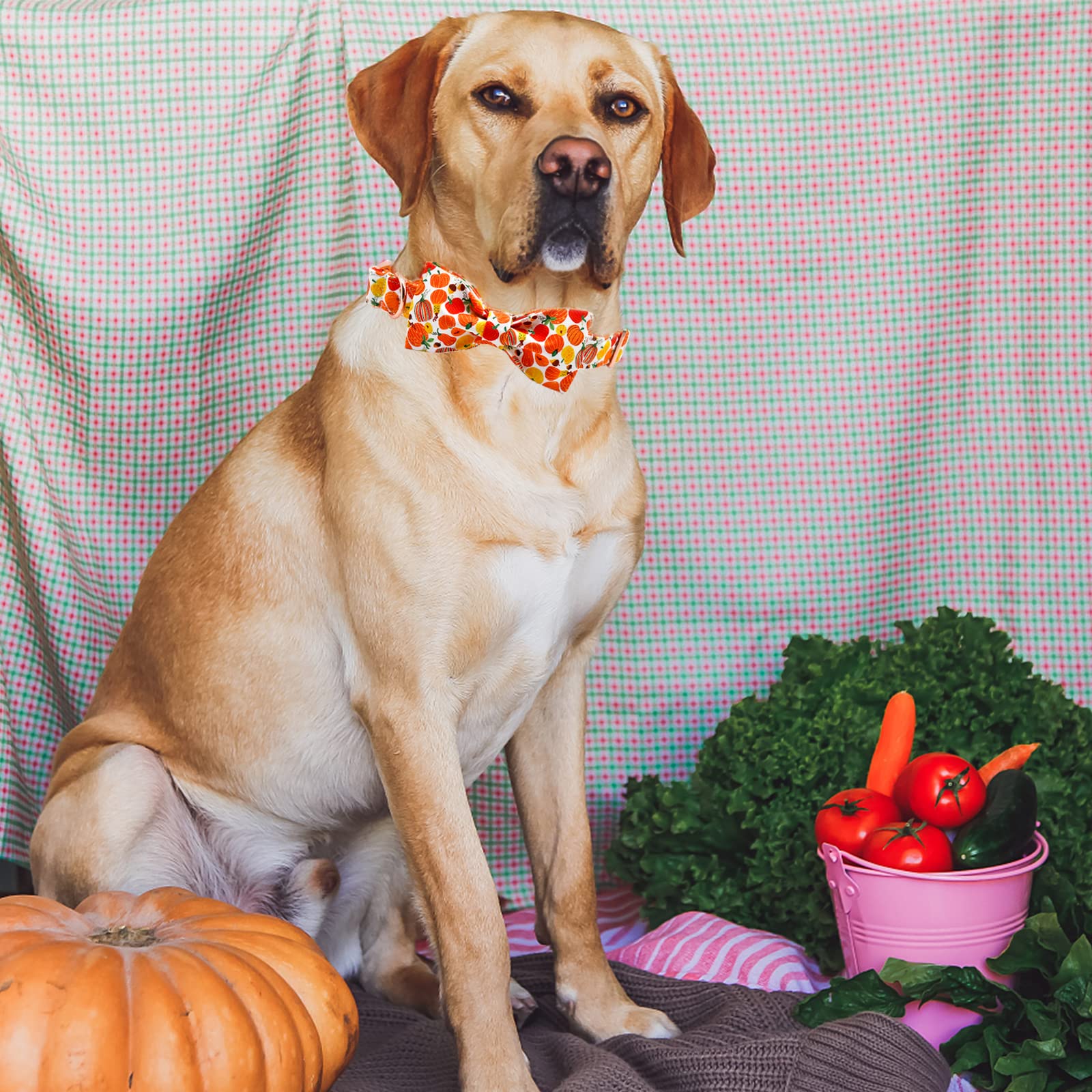 Elegant Little Tail Dog Collar With Bow - Fall Dog Collar Halloween Pumpkin Bow Girl Boy Pet Collar Soft Dog Bowtie Collars For Small Dogs