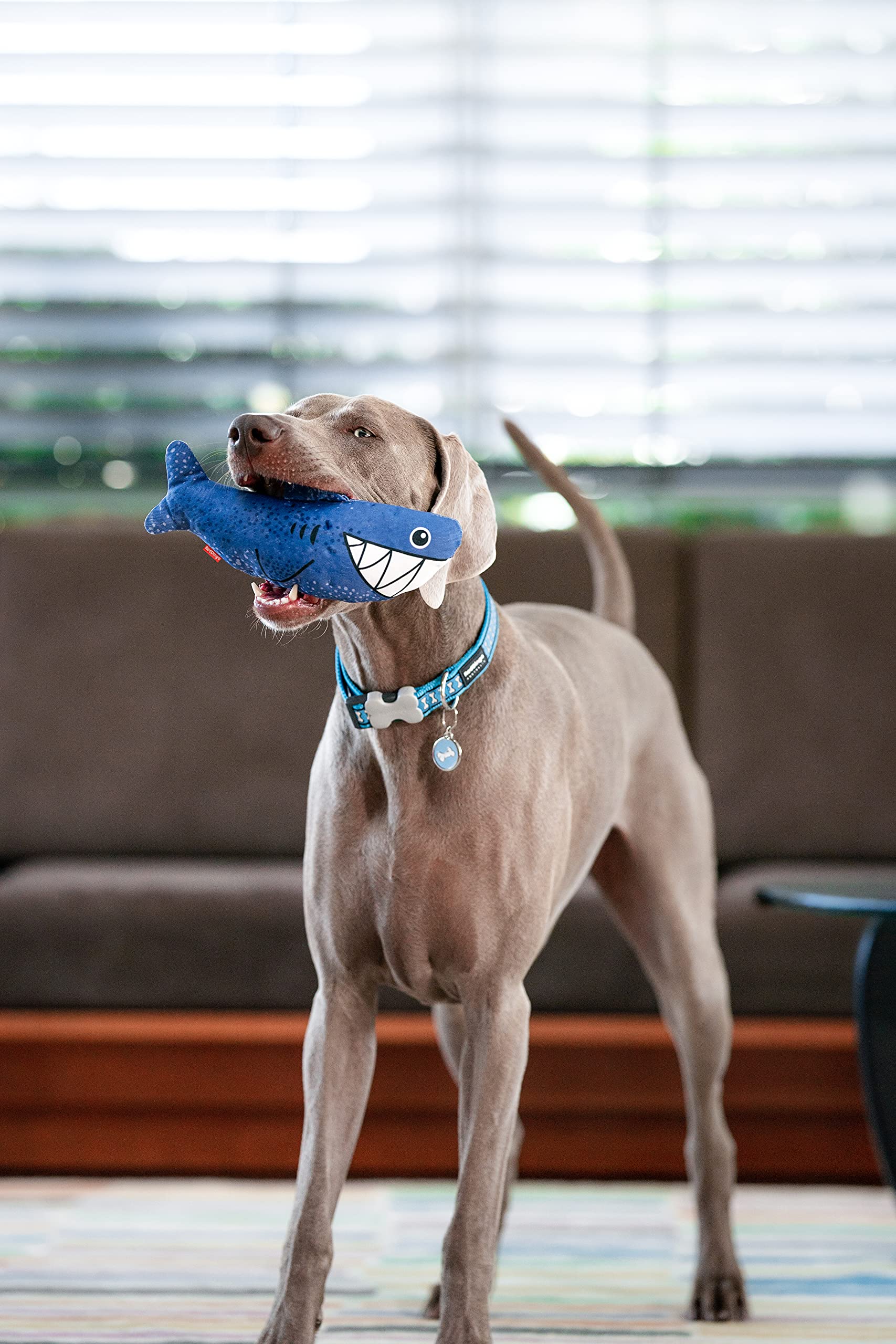 Red Dingo Steve The Shark Durables